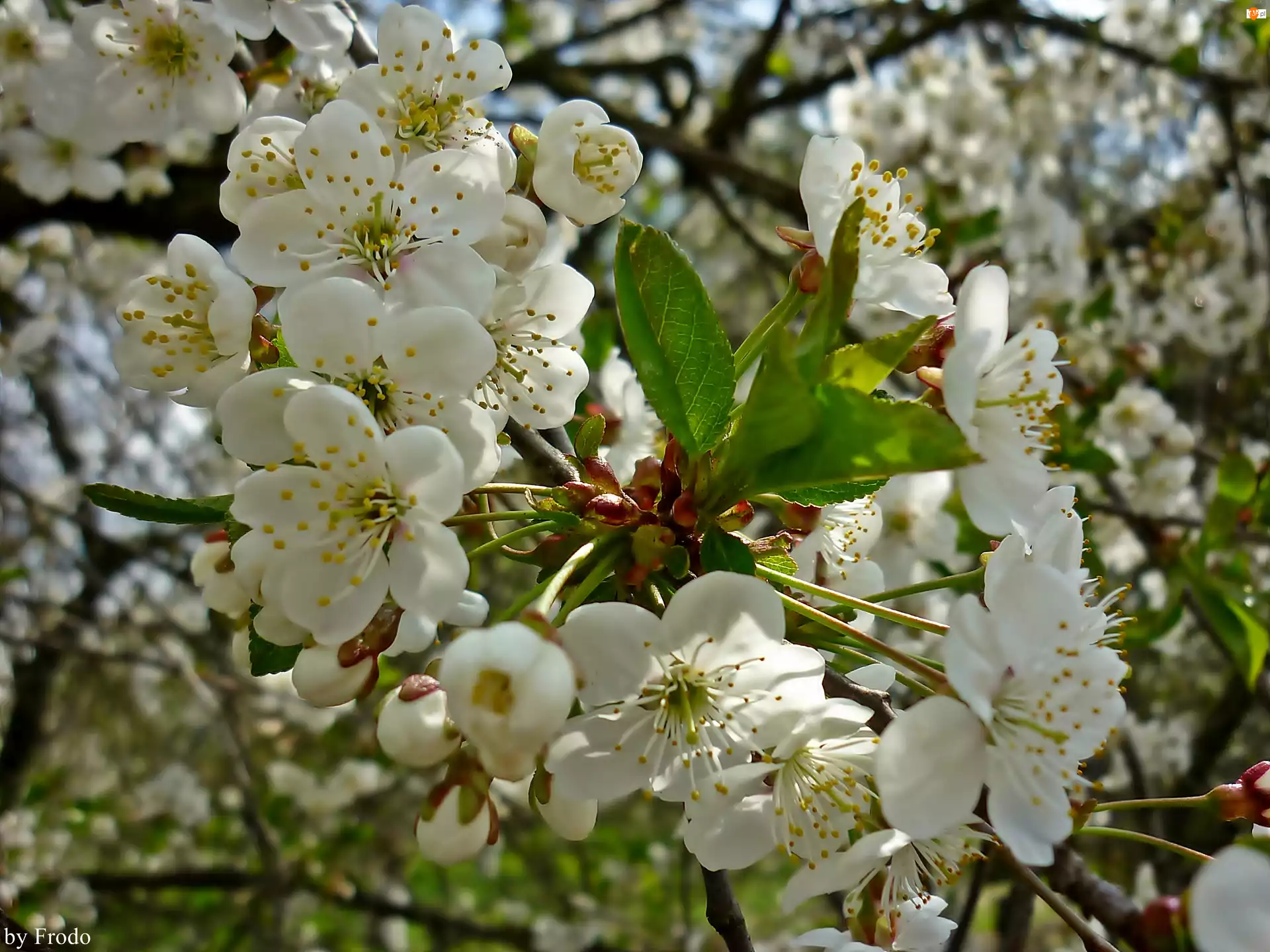 Wiosna, Drzewo Owocowe, Kwitnące Kwiaty