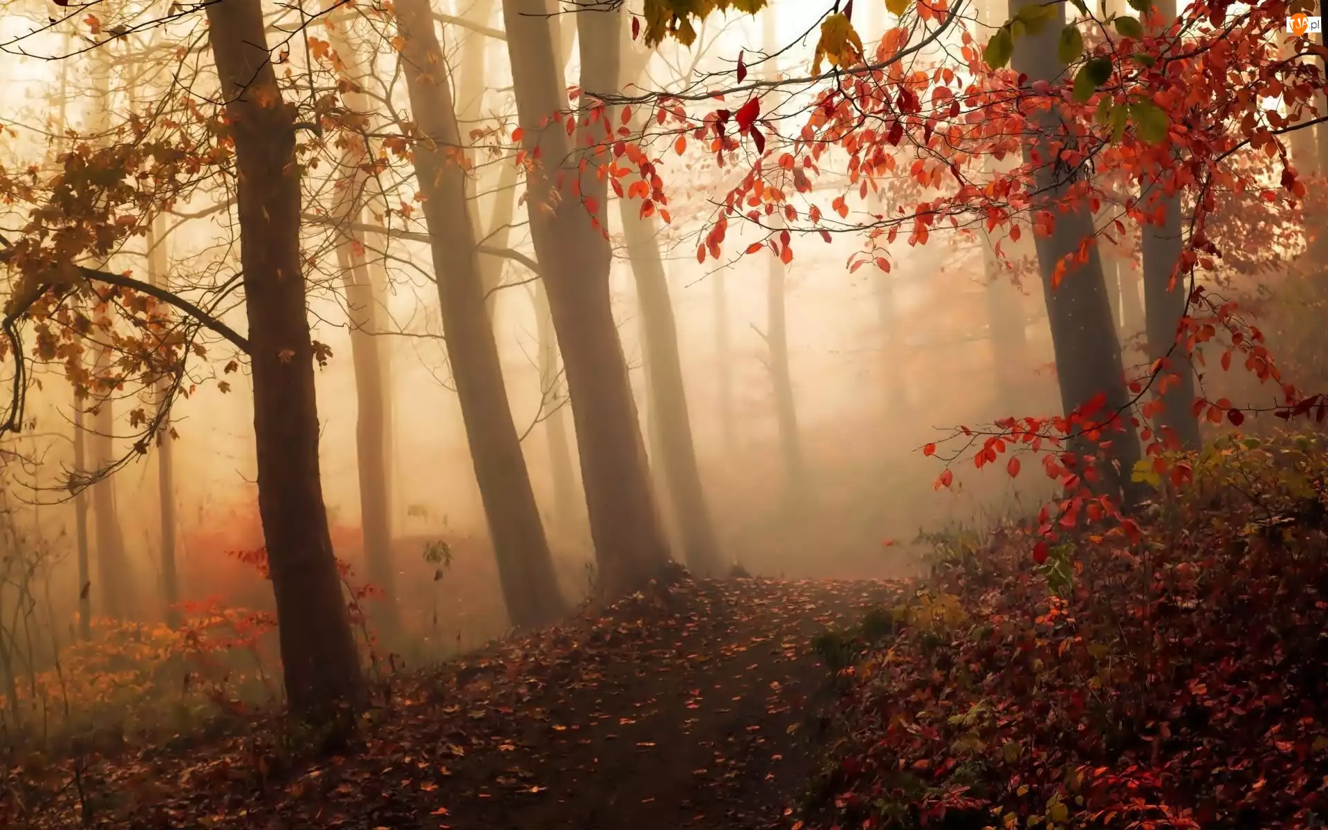 Mgła, Liście, Ścieżka, Las, Jesień, Drzewa, Poranna