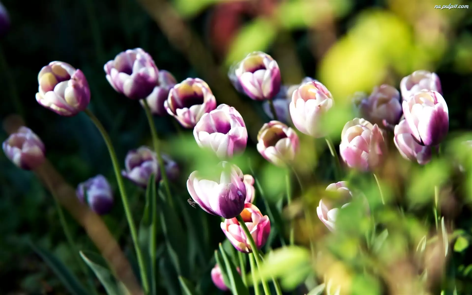 Tulipany, Rozwinięte