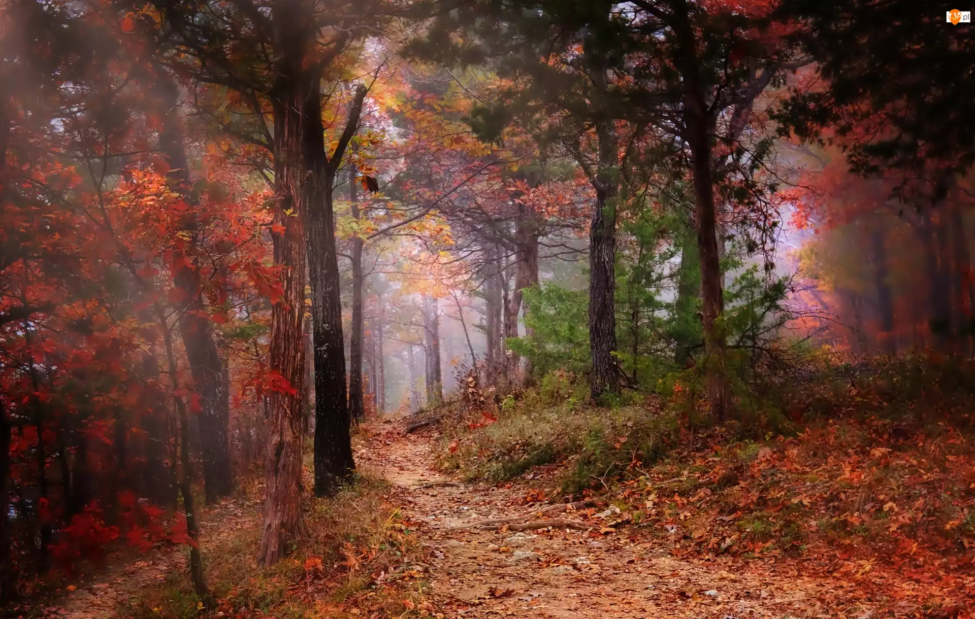 Jesień, Las, Drzewa, Ścieżka, Mgła