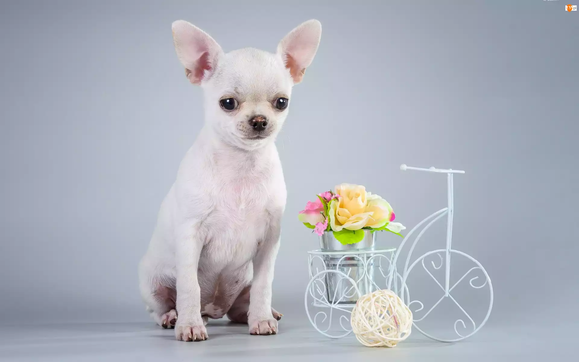Chihuahua, Pies