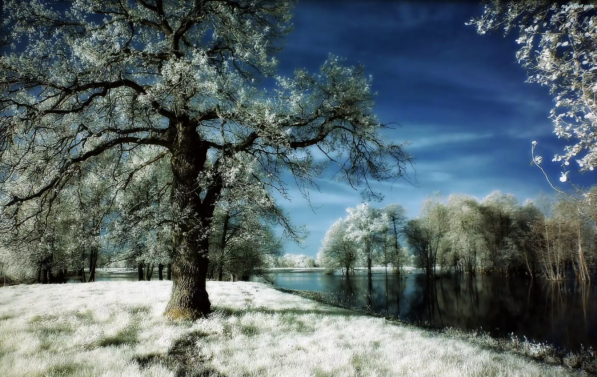 Śnieg, Rzeka, Drzewa