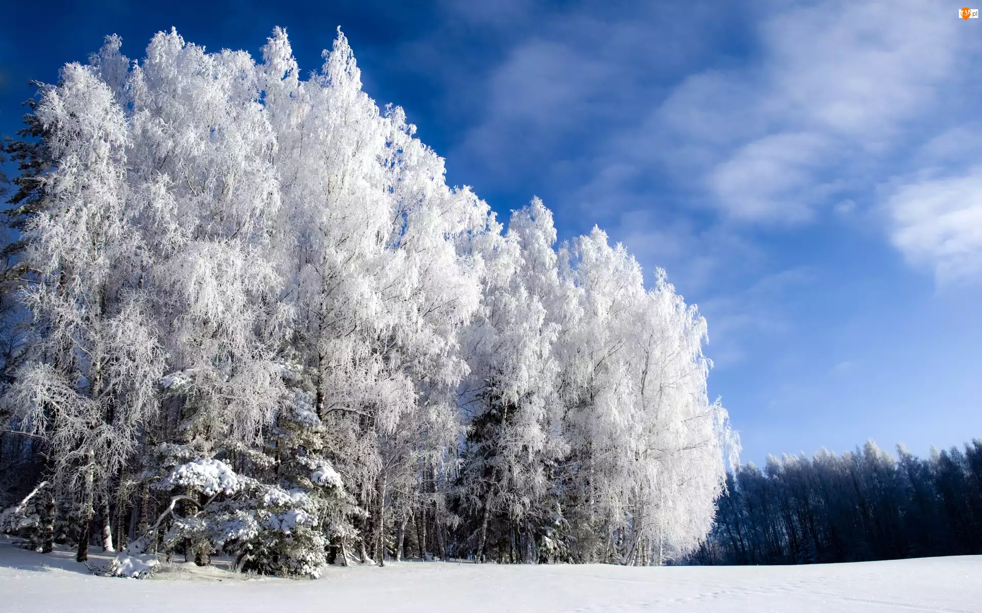 Zima, Ośnieżone, Drzewa