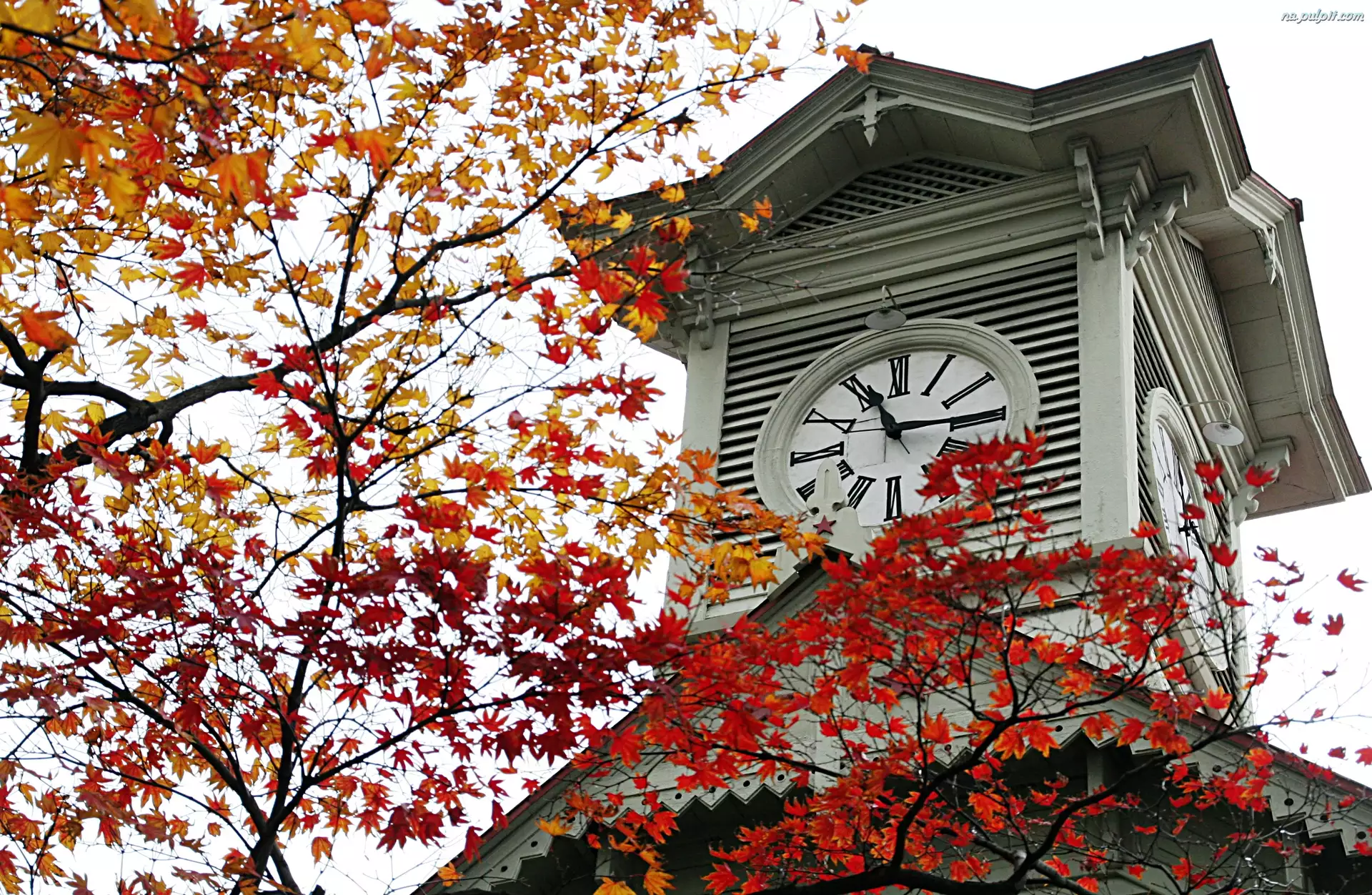 jesień, wieża zegarowa, Japonia, Sapporo, liście