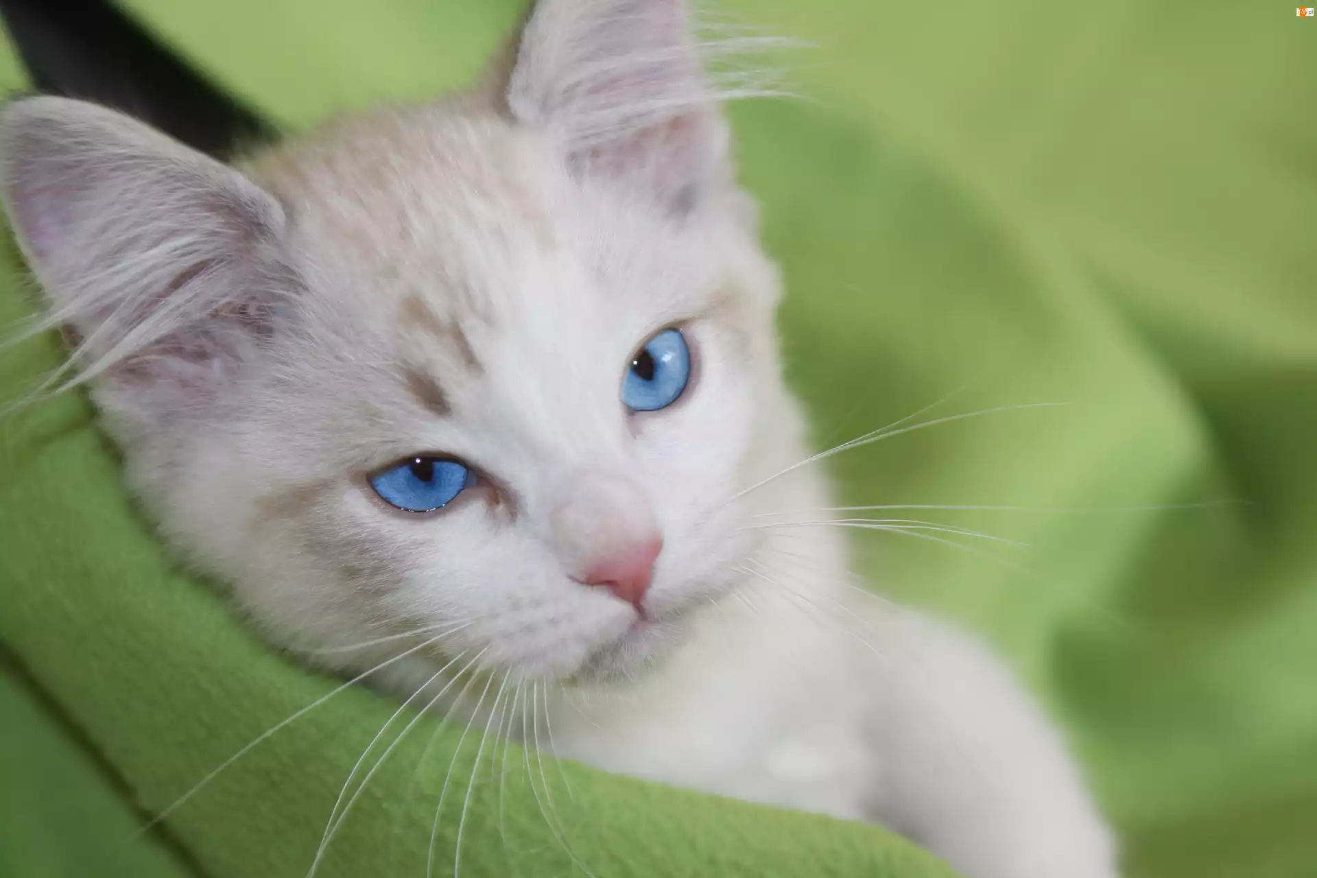 Kot, Biały, Niebieskooki