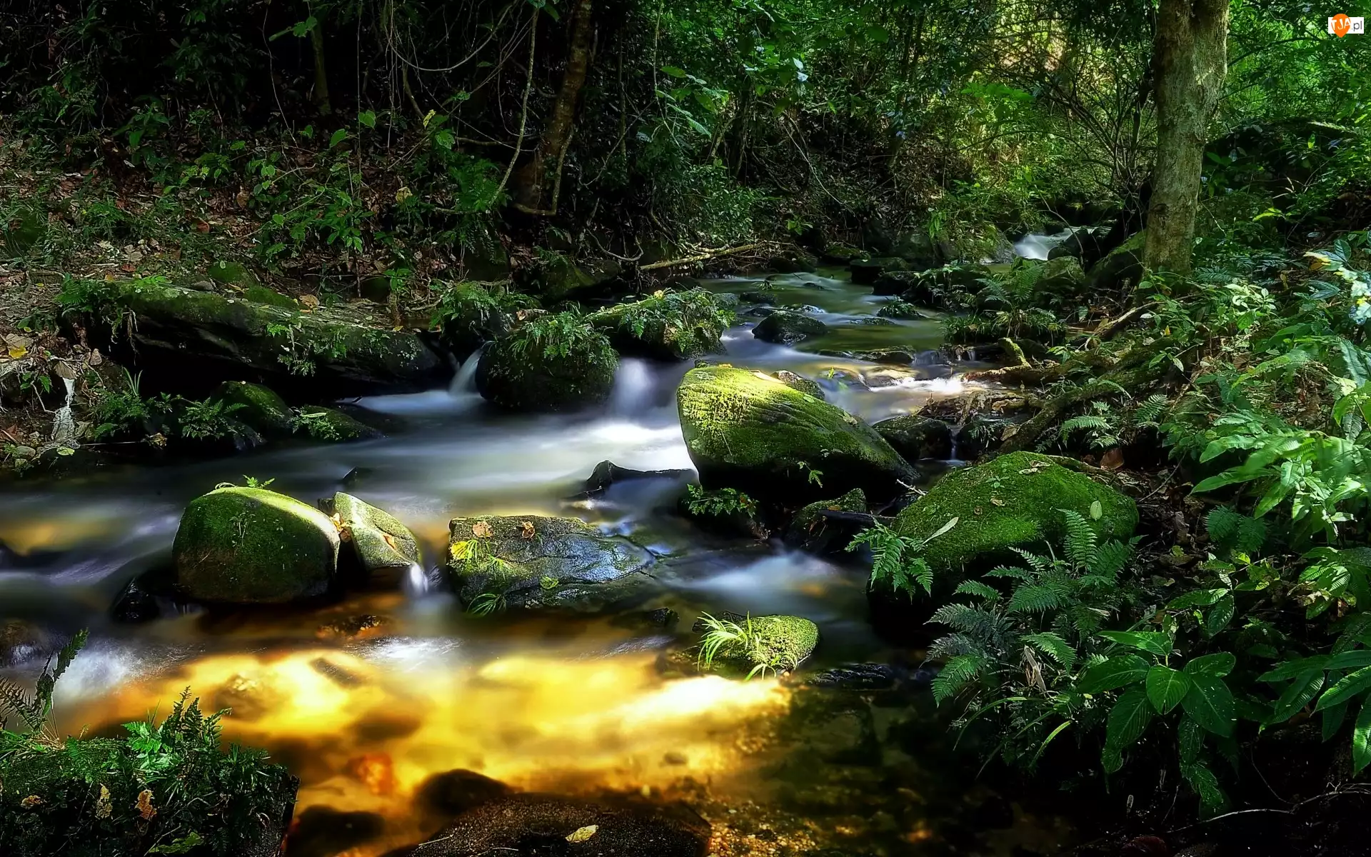 Las, Przebijające Światło, Rzeka, Kamienie