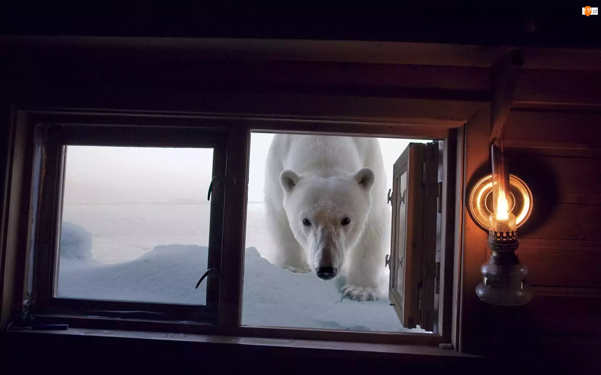 Okno, Niedźwiedź Polarny