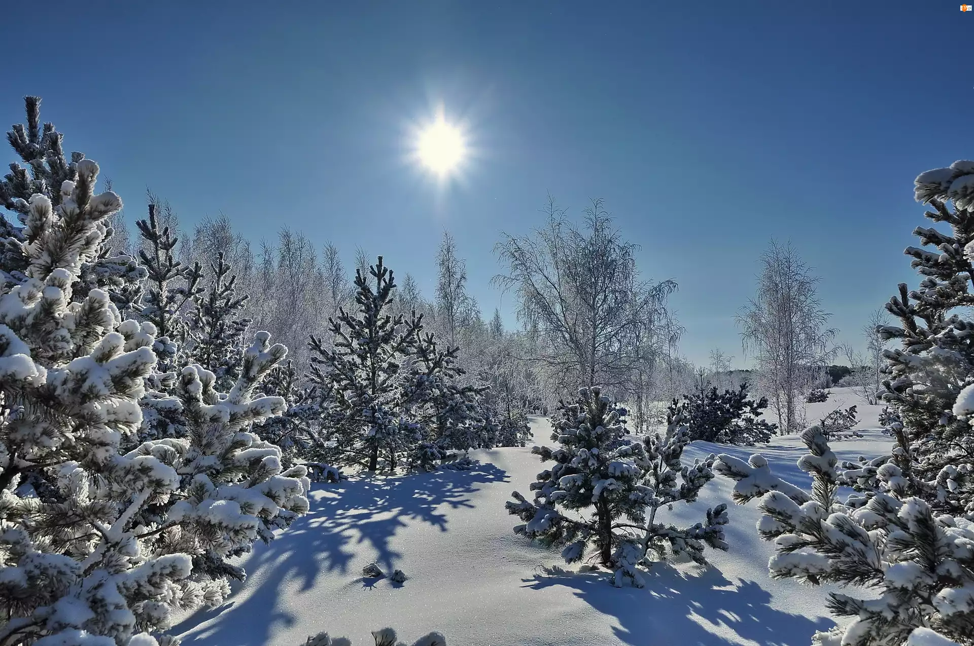 Zima, Słońce, Ośnieżone, Drzewa