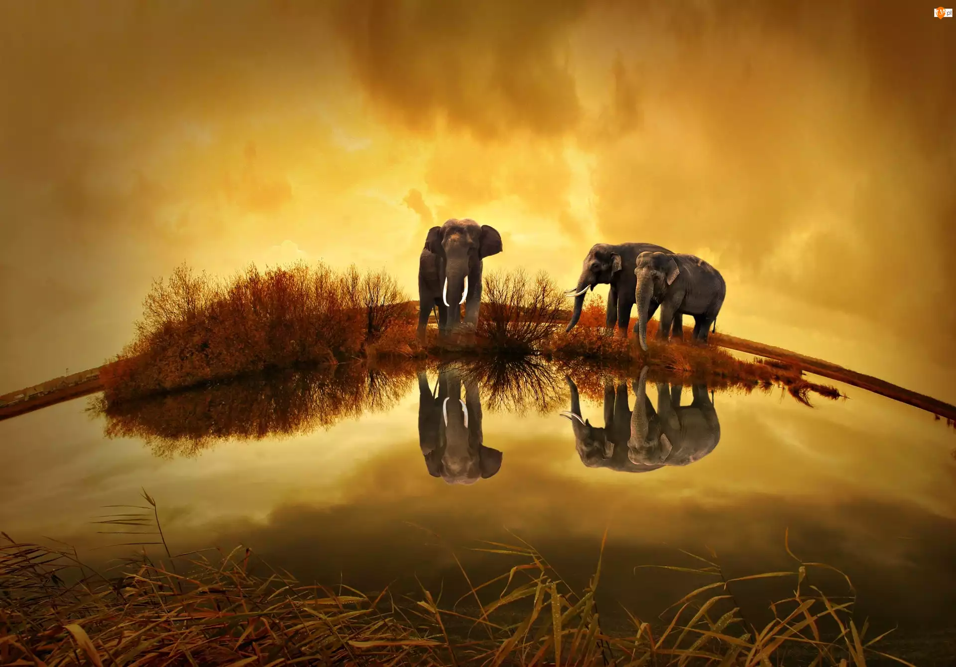 Słonie, Tajlandia, Wodopój, Widnokrąg