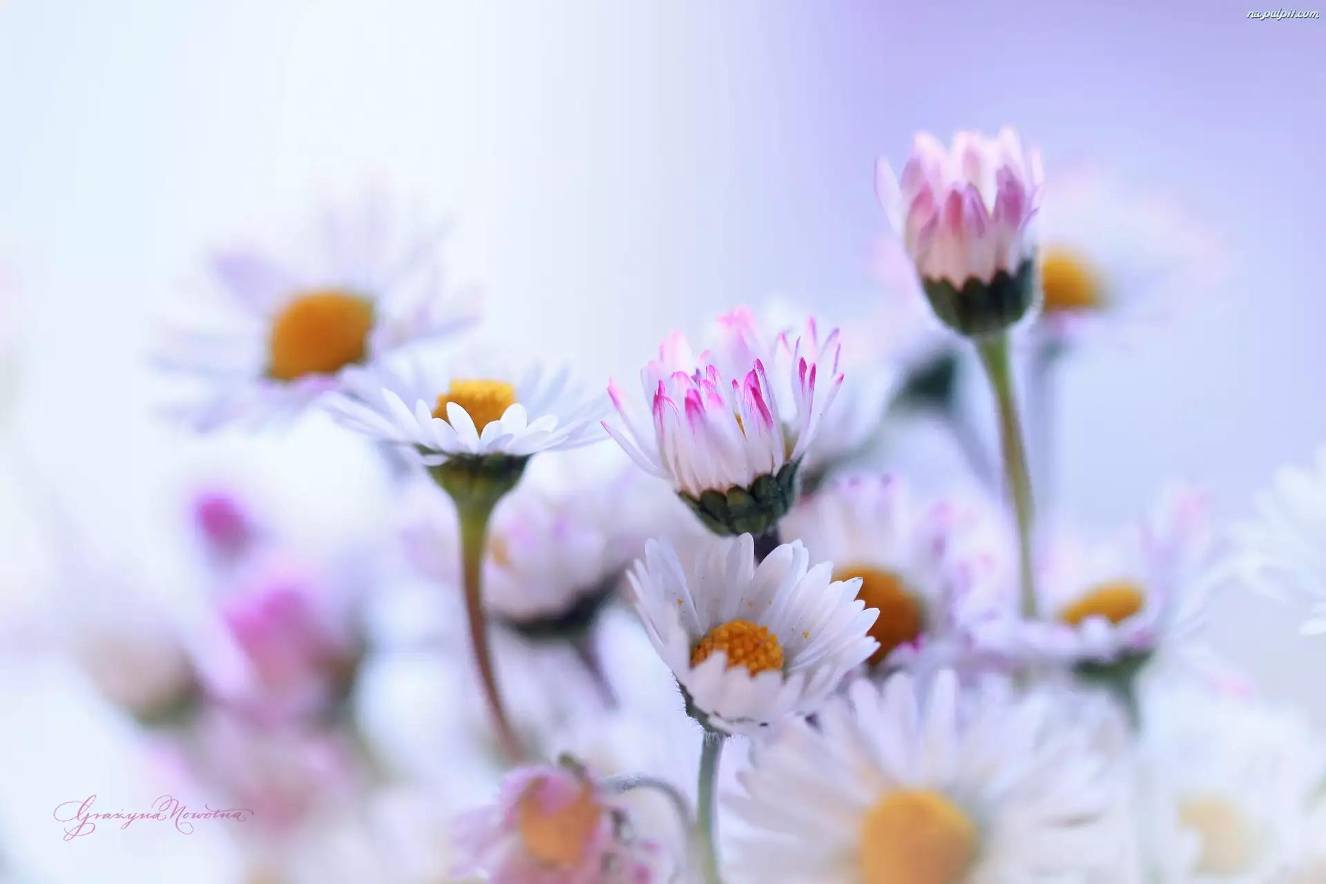 Kwiaty, Stokrotki, Białe