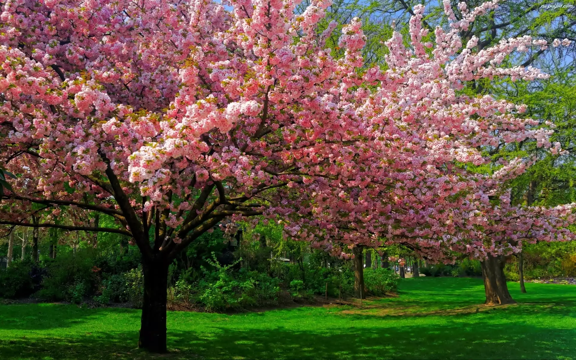 Kwitnące, Wiosna, Drzewa, Park