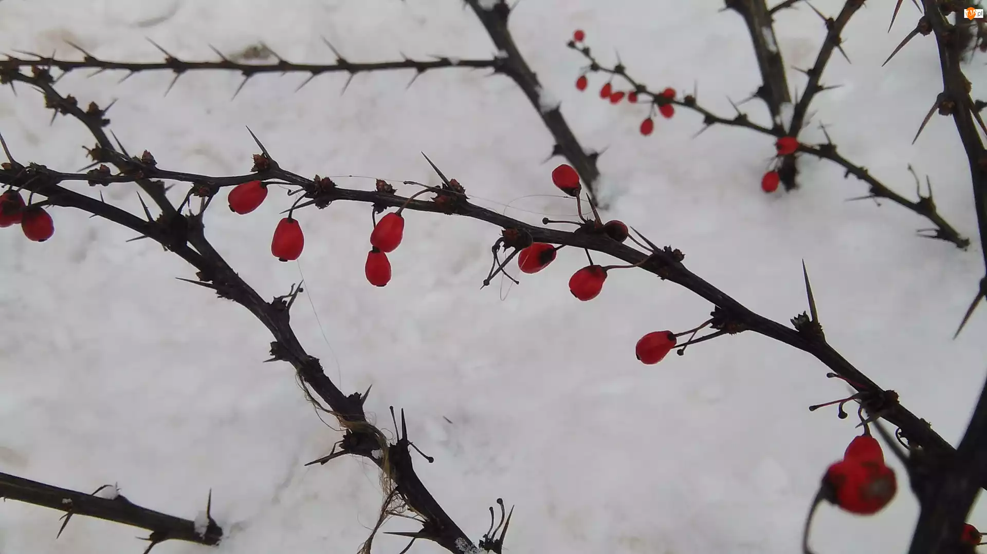 Owoce, Śnieg, Kolce, Krzew, Czerwone