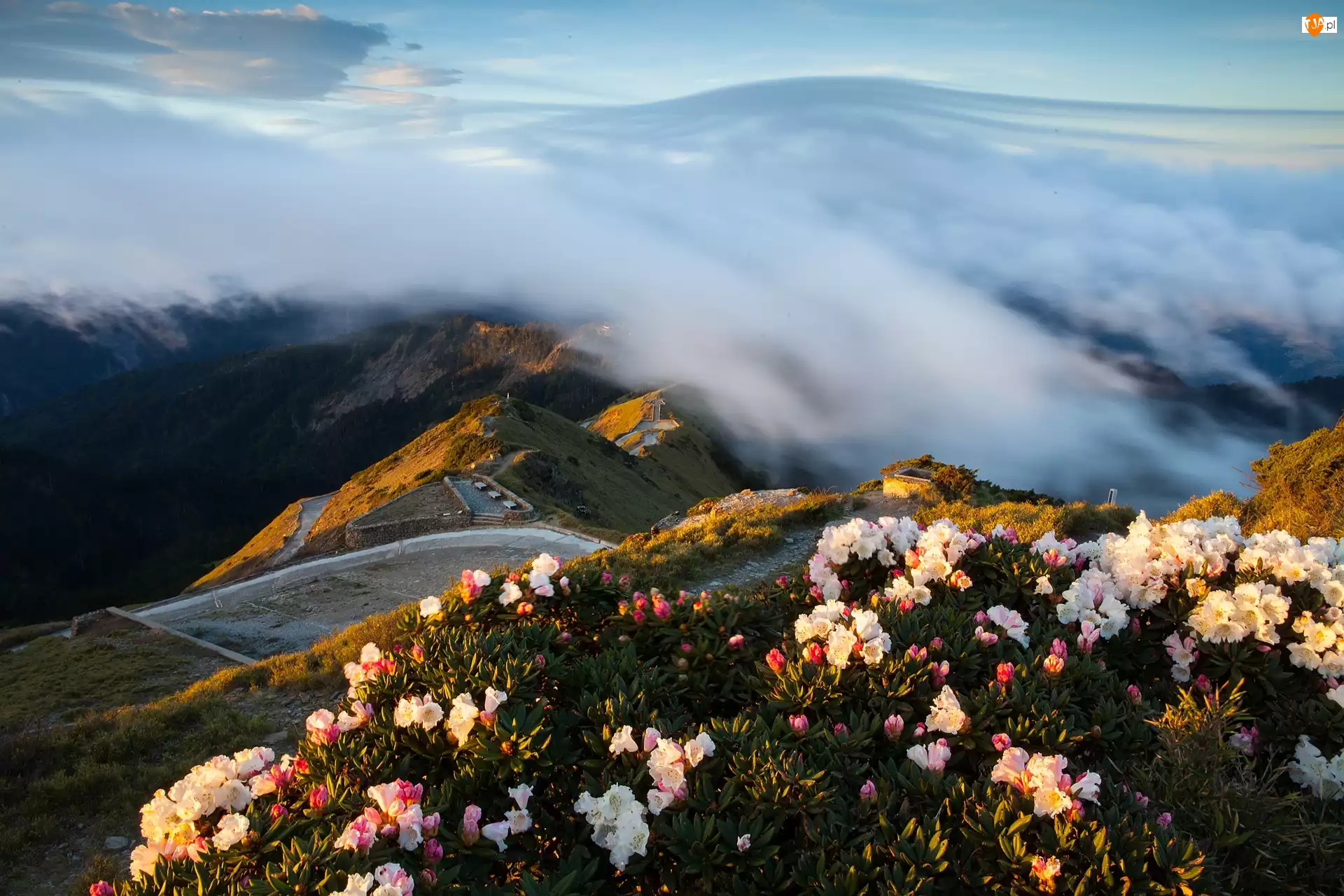 Kwiaty, Góry, Mgła