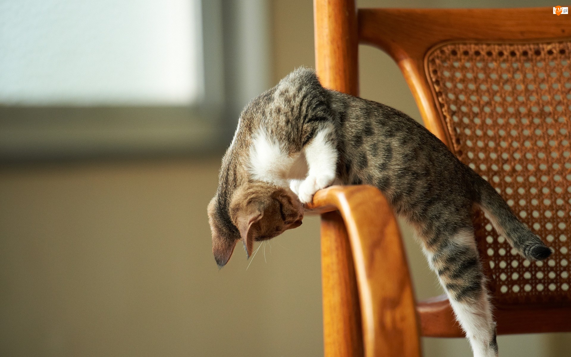 Kot, Krzesło