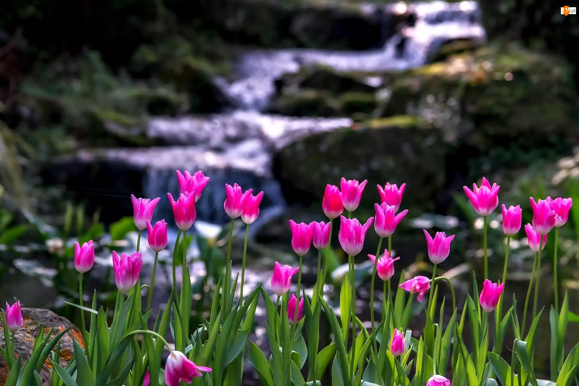 Rzeka, Różowe, Tulipany, Górska