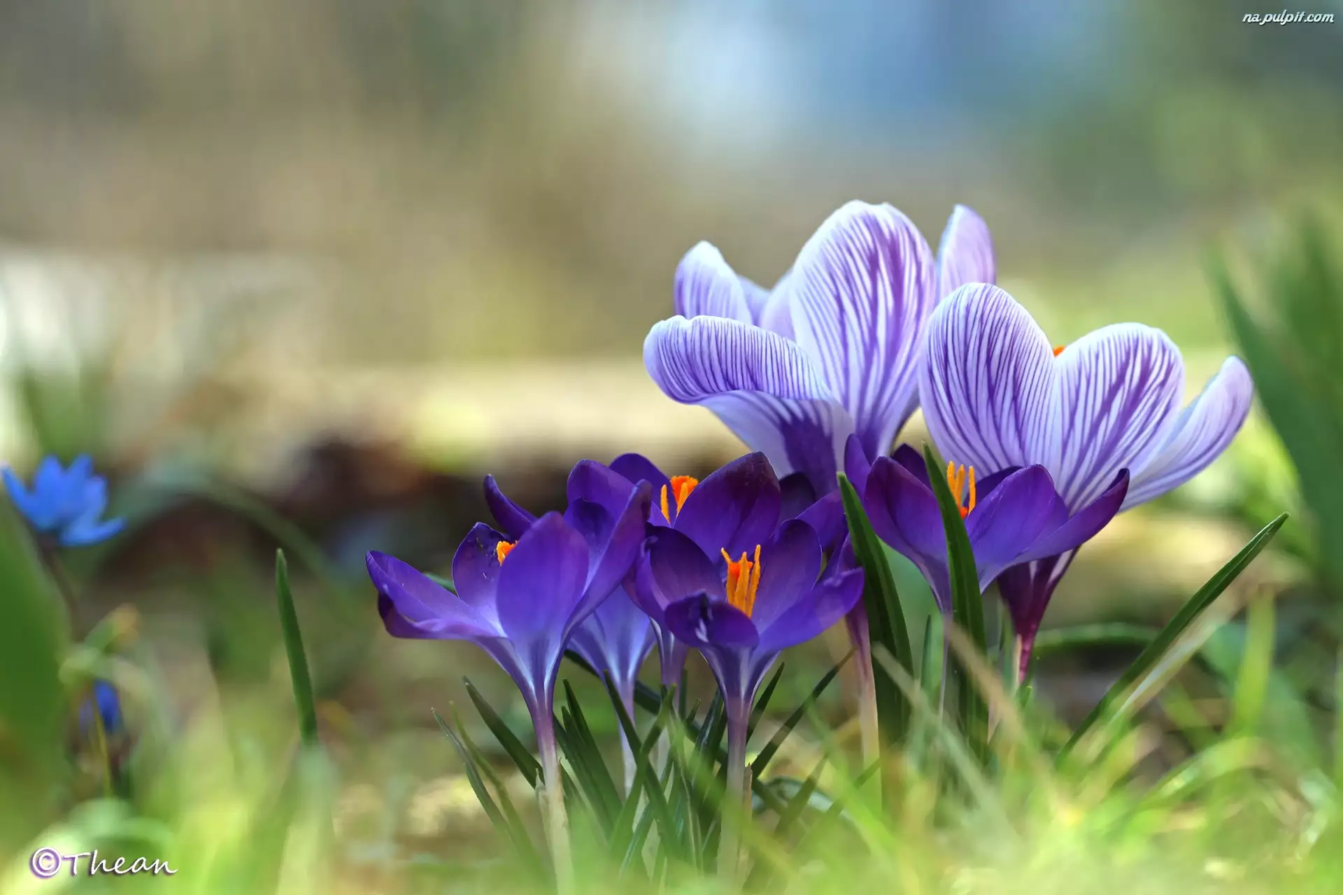 Kwiaty, Fioletowe, Krokusy, Wiosna