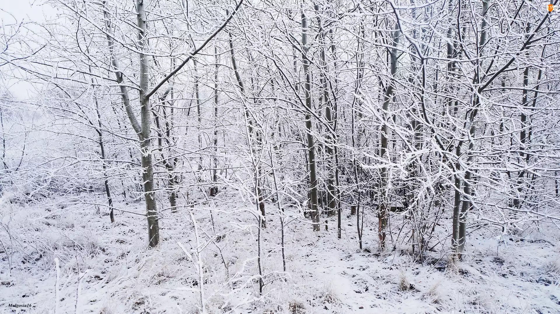 Śnieg, Zima, Drzewa