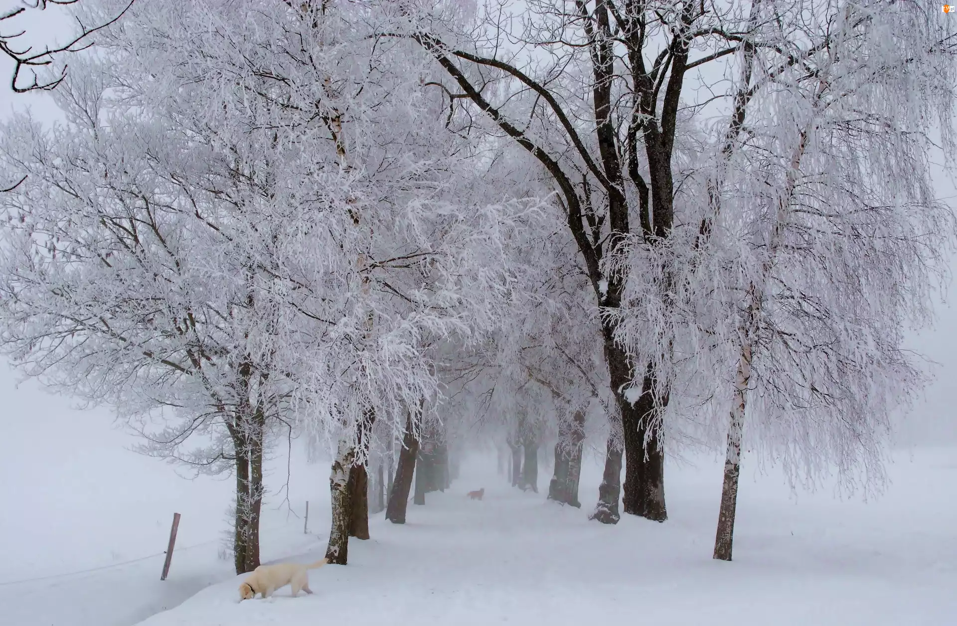 Śnieg, Drzewa, Droga, Psy
