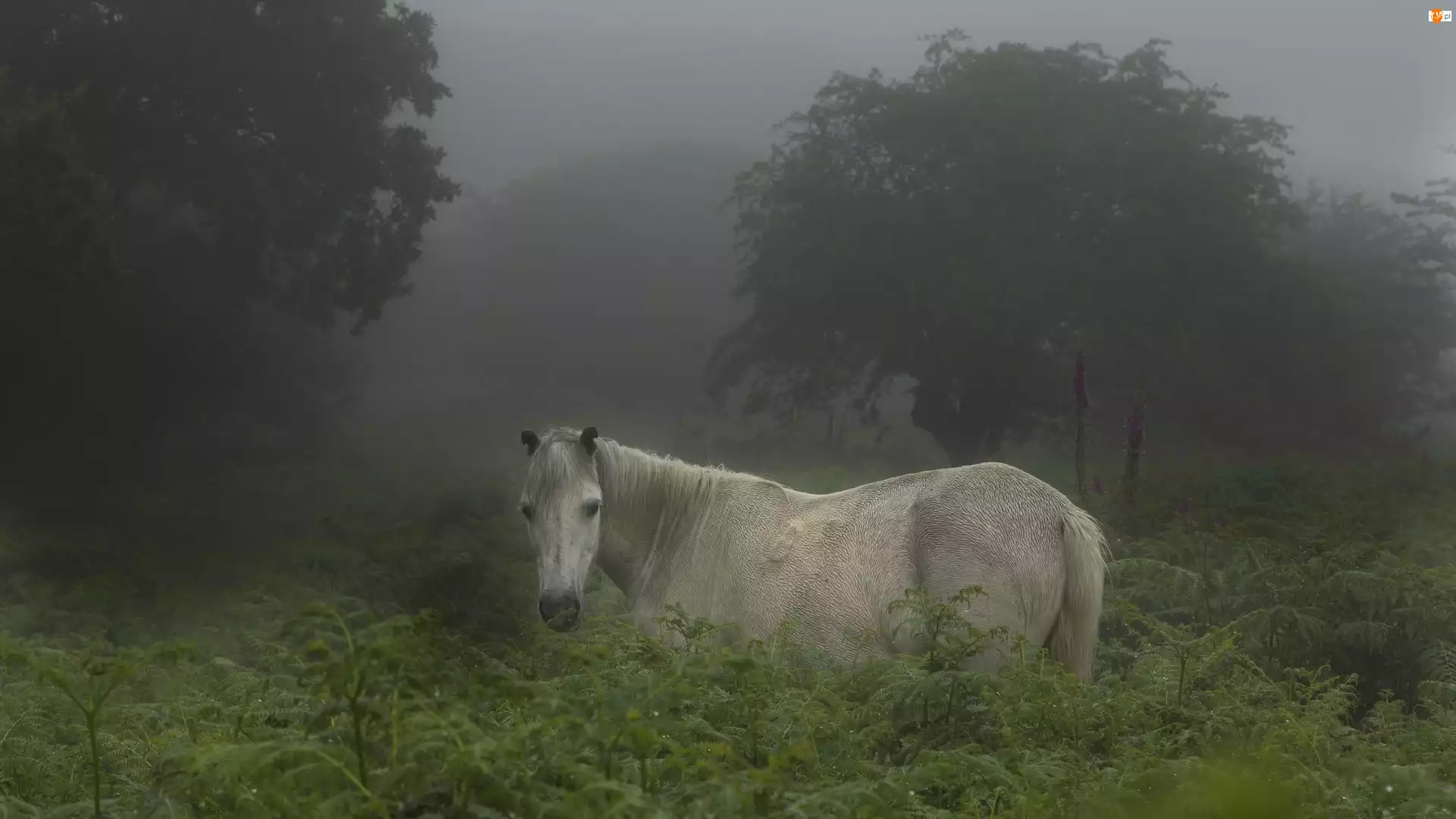 Mgła, Koń, Las