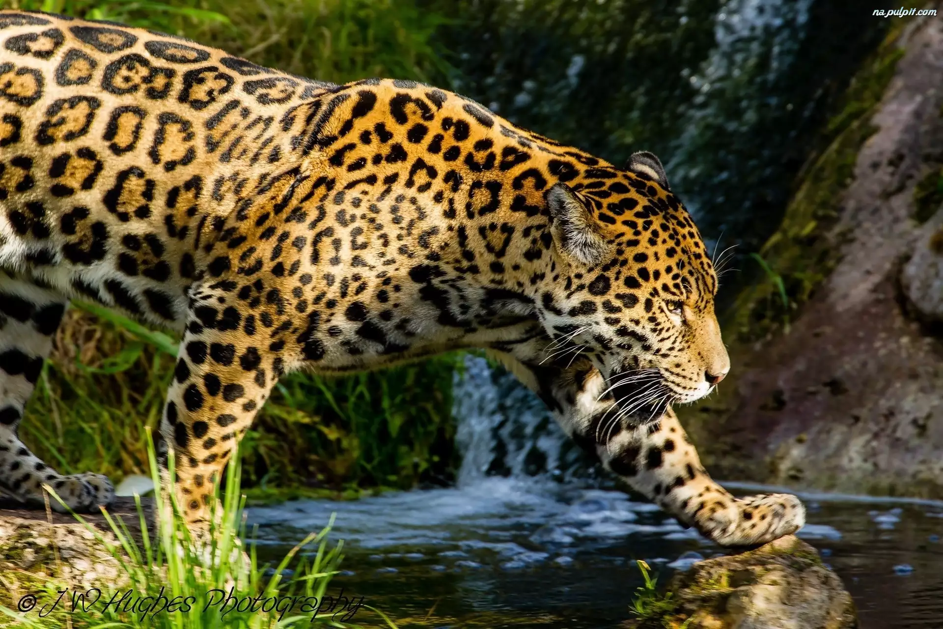 Woda, Piękny, Jaguar