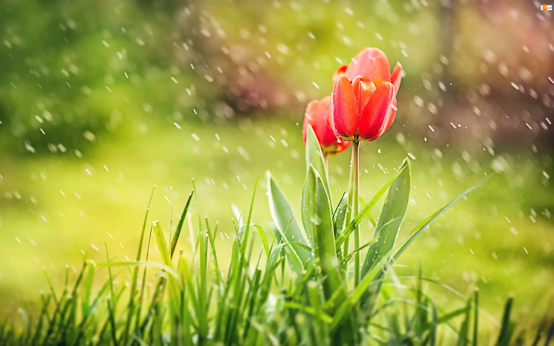 Deszcz, Czerwone, Tulipany