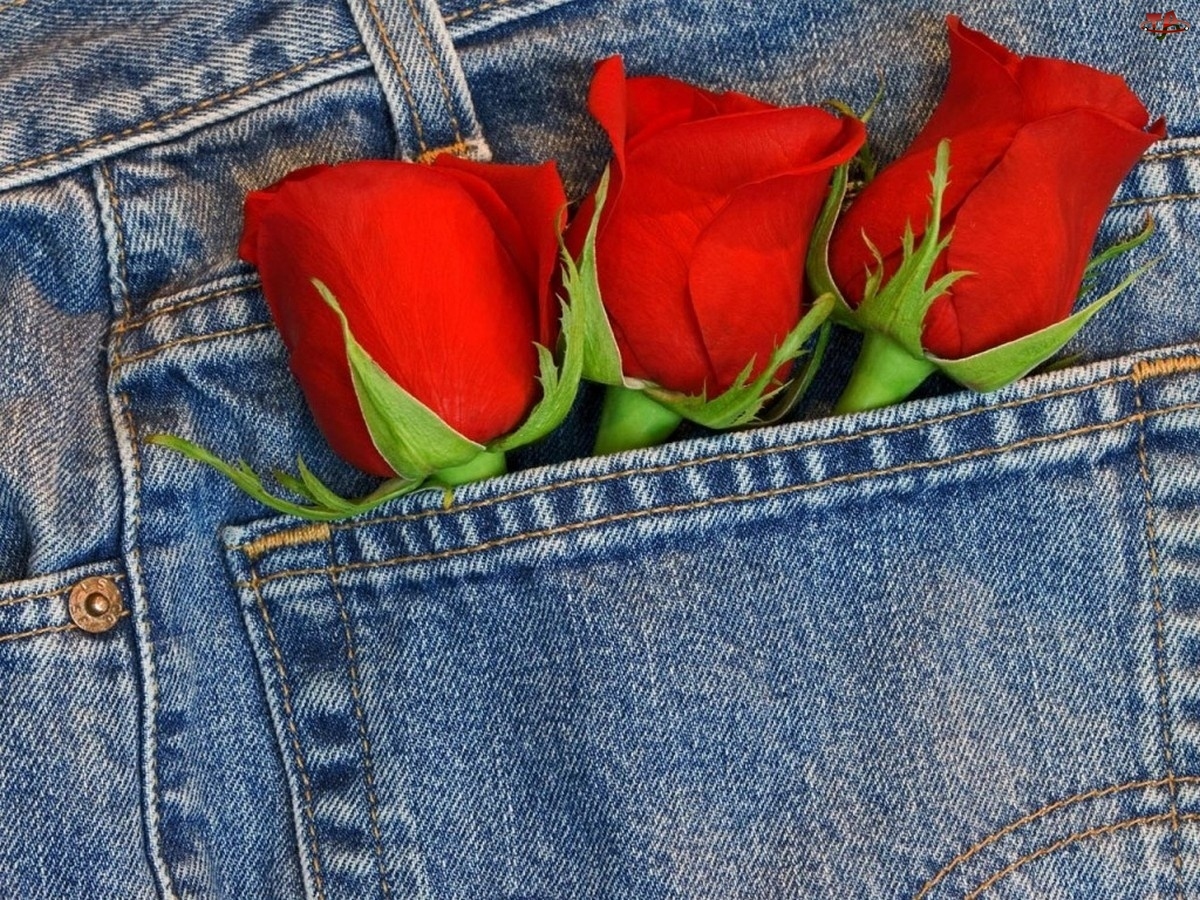 Spodni, Róże, Kieszeń