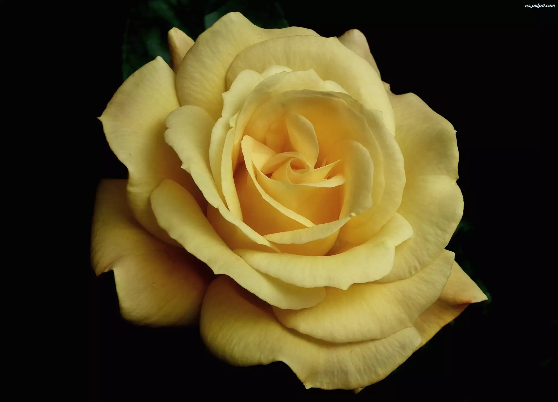 Przyroda, Żółta, Kwiat, Róża