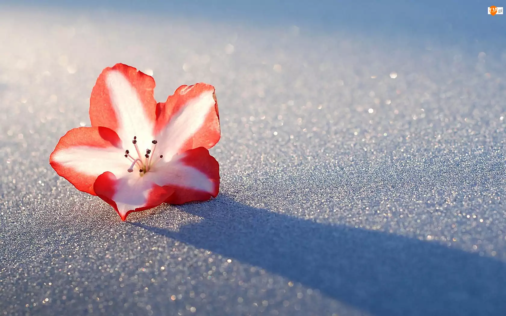 Śnieg, Kwiatek, Azalia