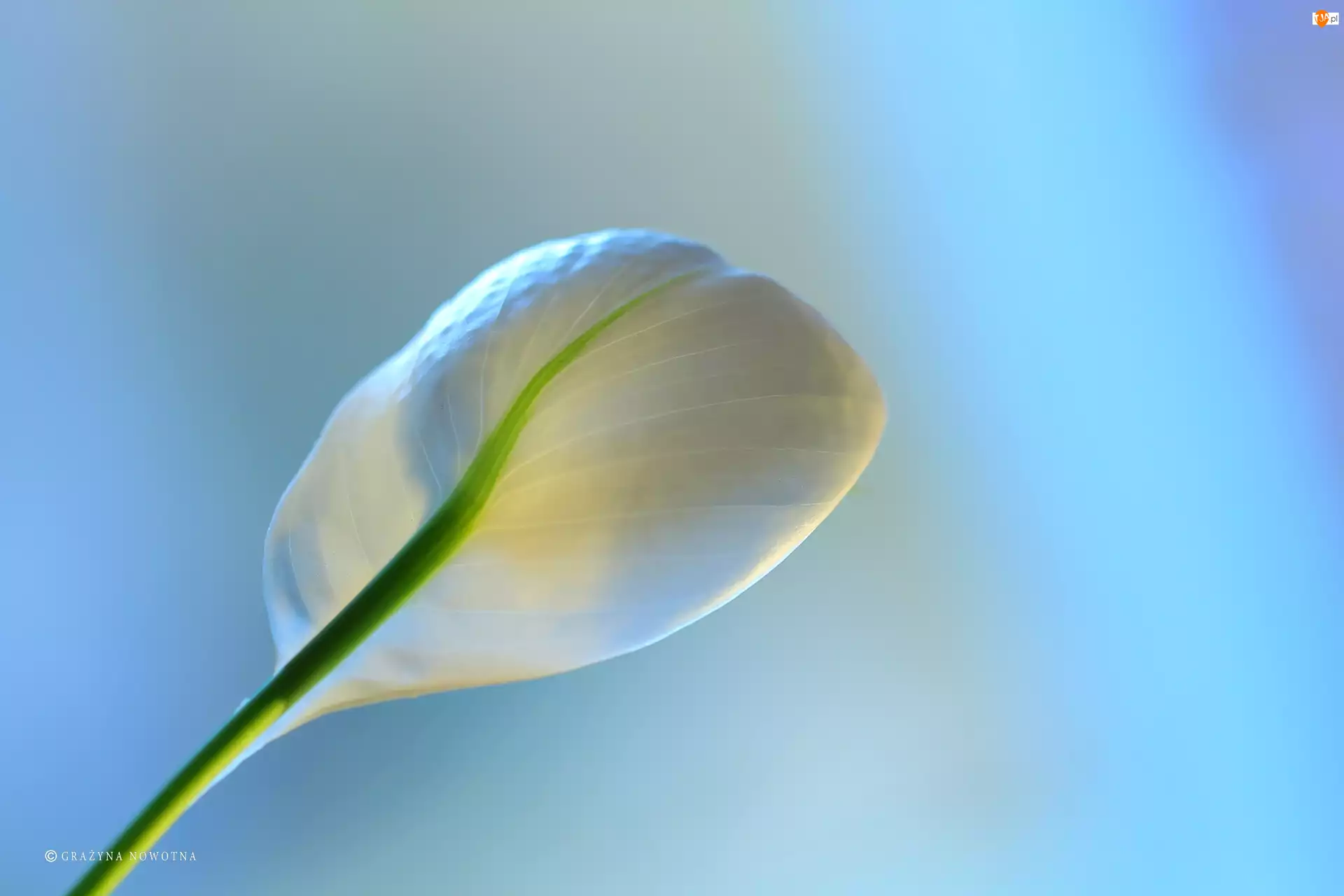 Kwiat, Skrzydłokwiat, Biały