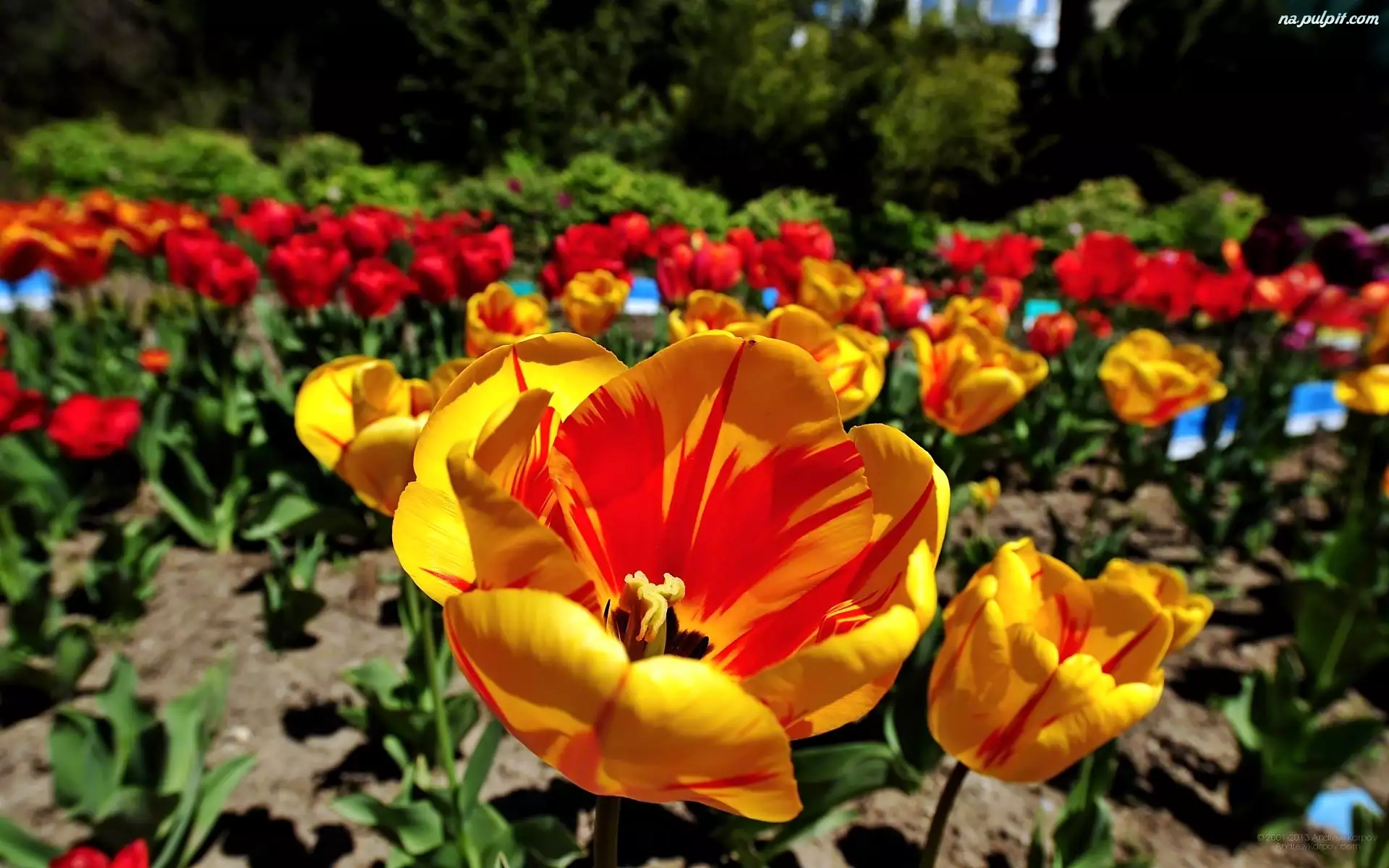 Rozmycie, Ogród, Tulipany