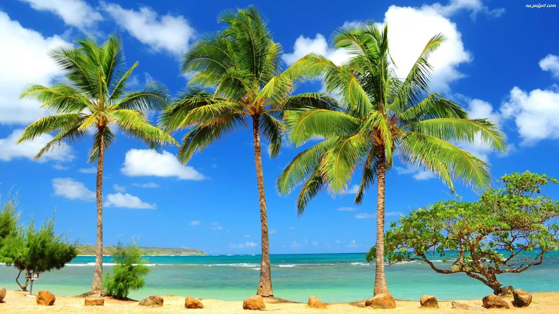 Drzewo, Plaża, Palmy