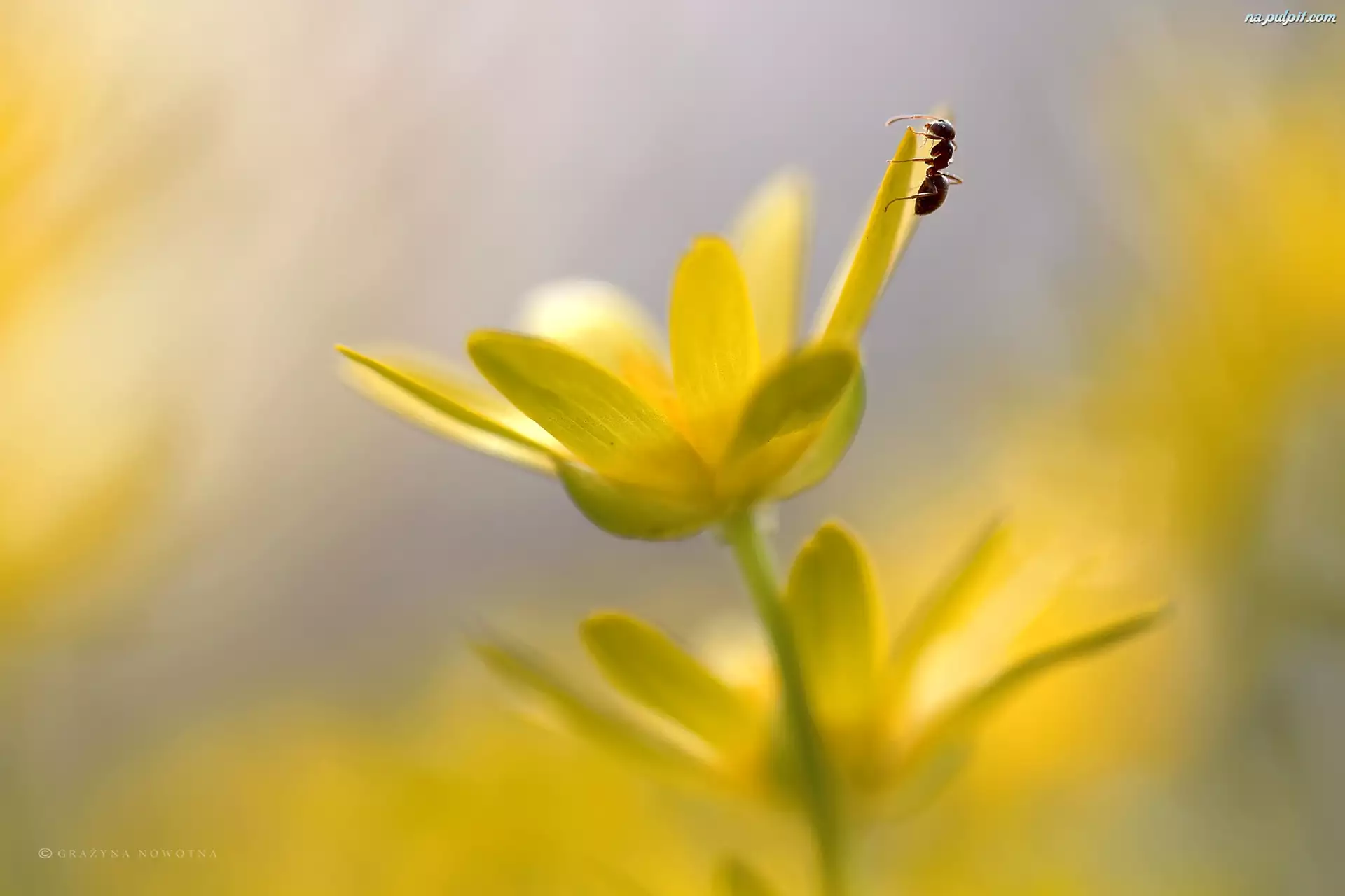 Ziarnopłon Wiosenny, Mrówka, Żółte, Kwiaty
