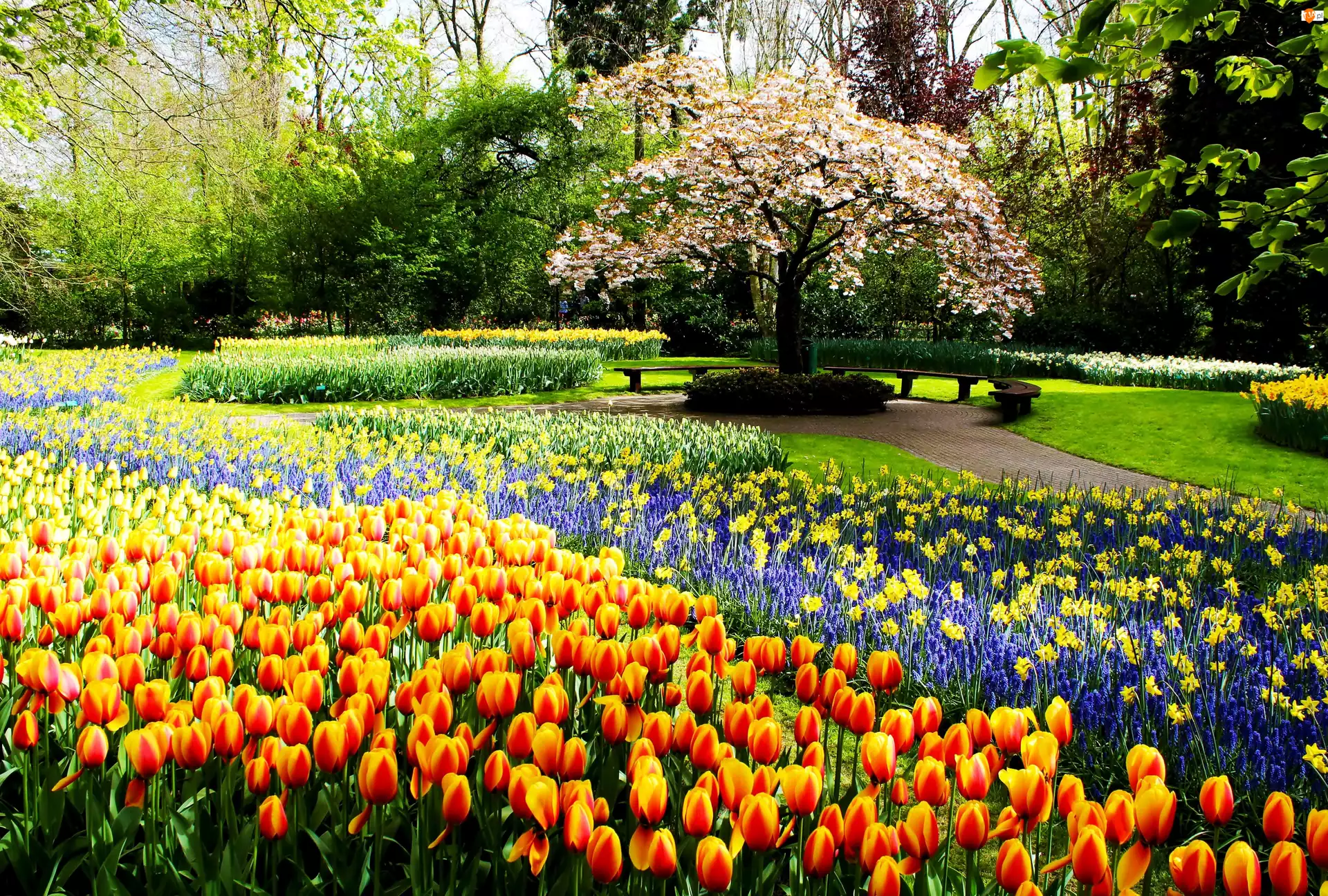 Wiosna, Tulipany, Park, Kwiaty