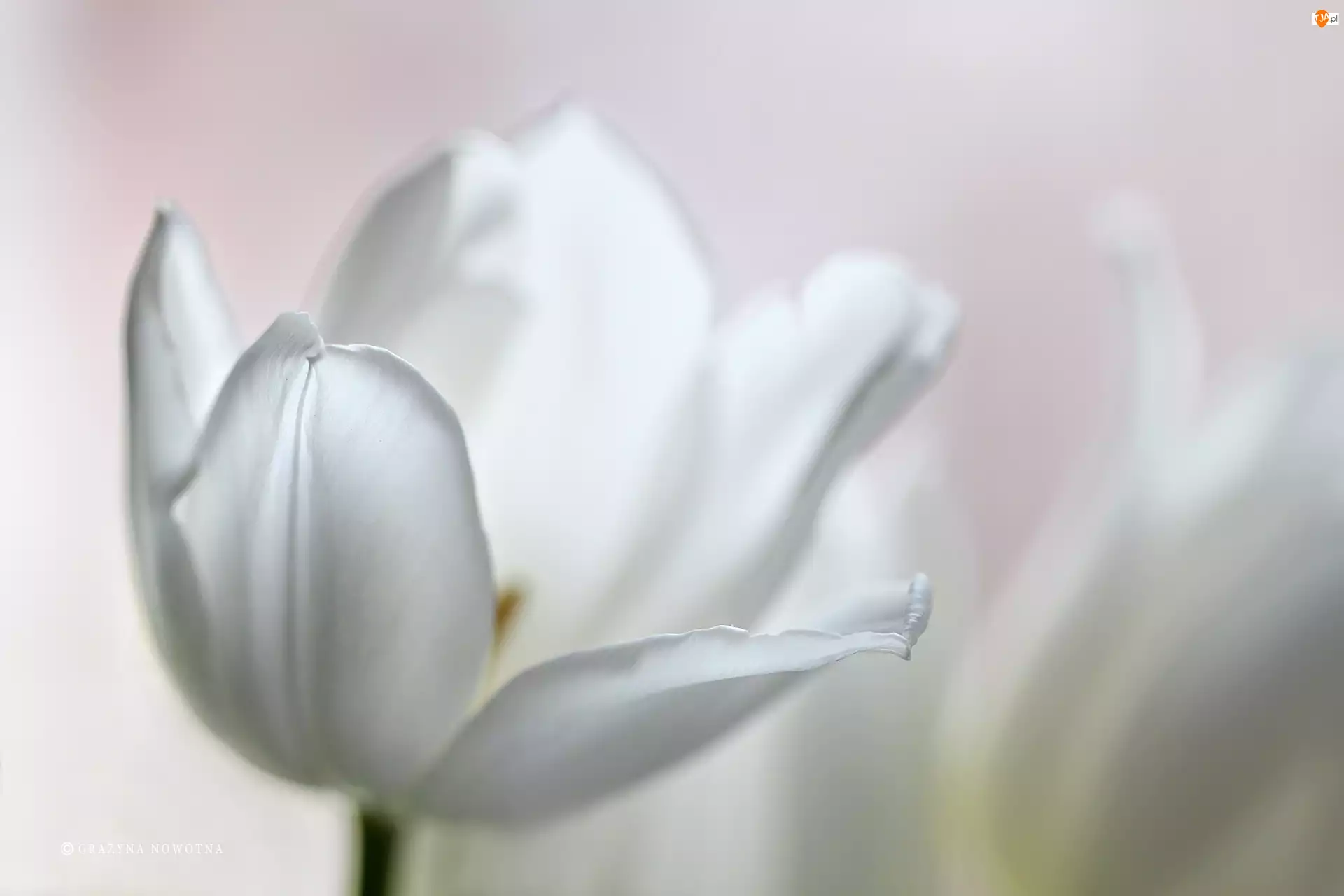 Kwiat, Biały, Tulipan