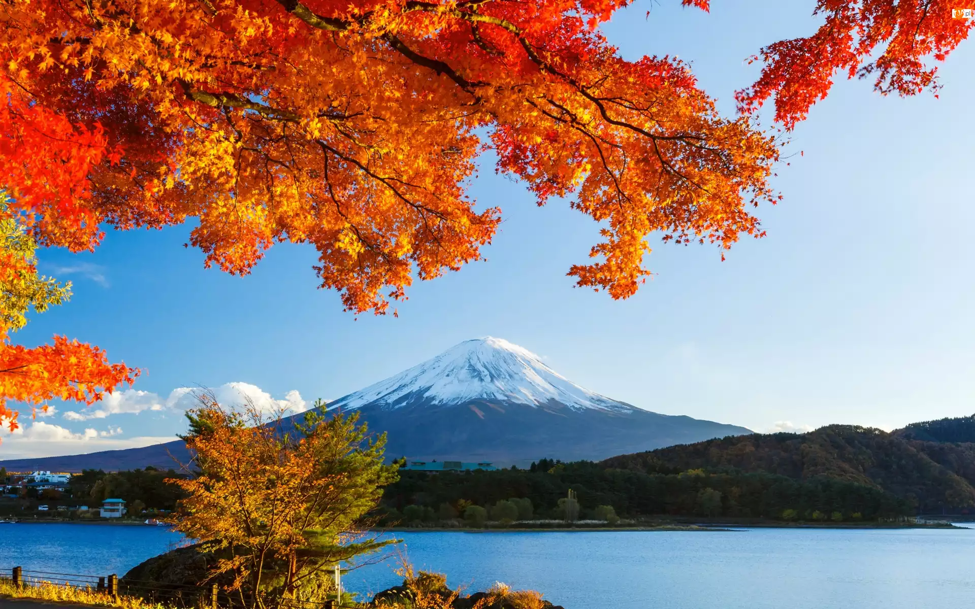 Japonia, Fudżi, Lasy, Jezioro, Drzewa