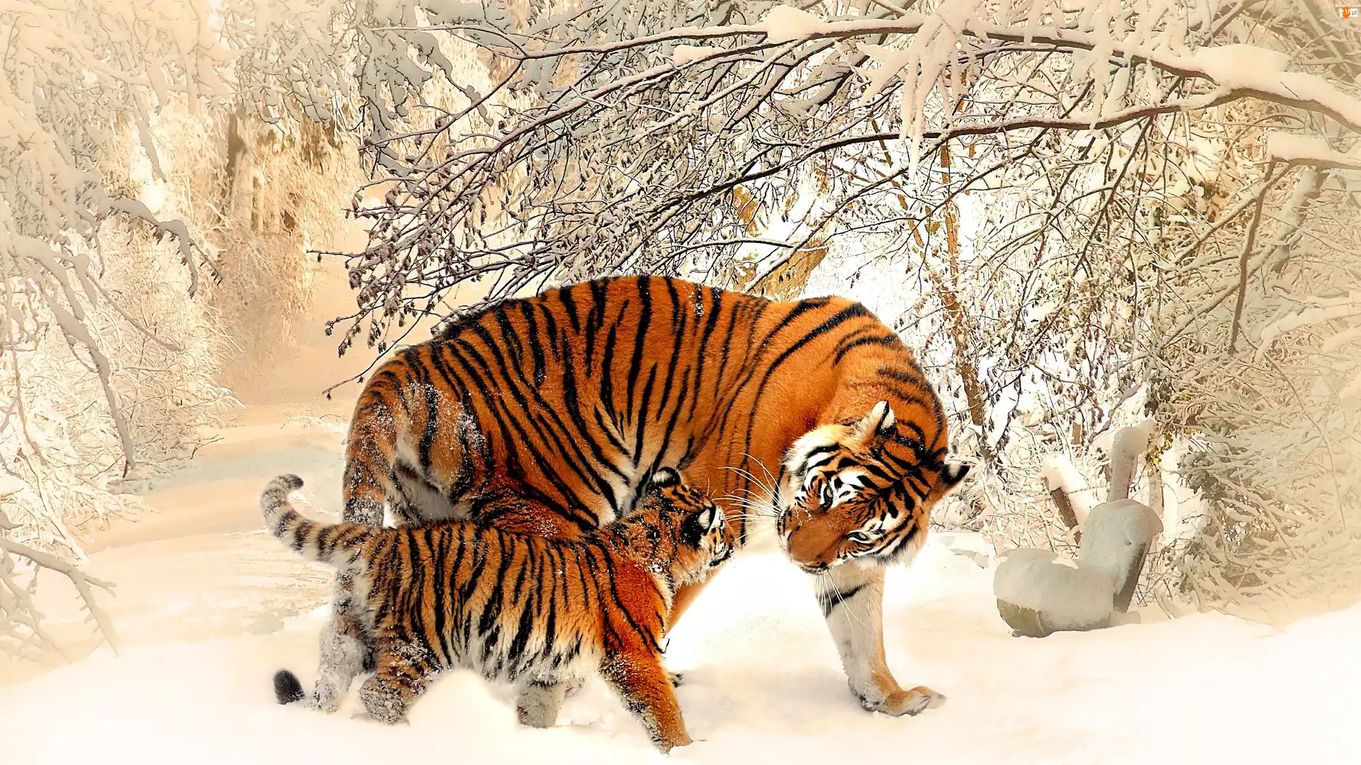 Śnieg, Tygrysy, Zima, Drzewa