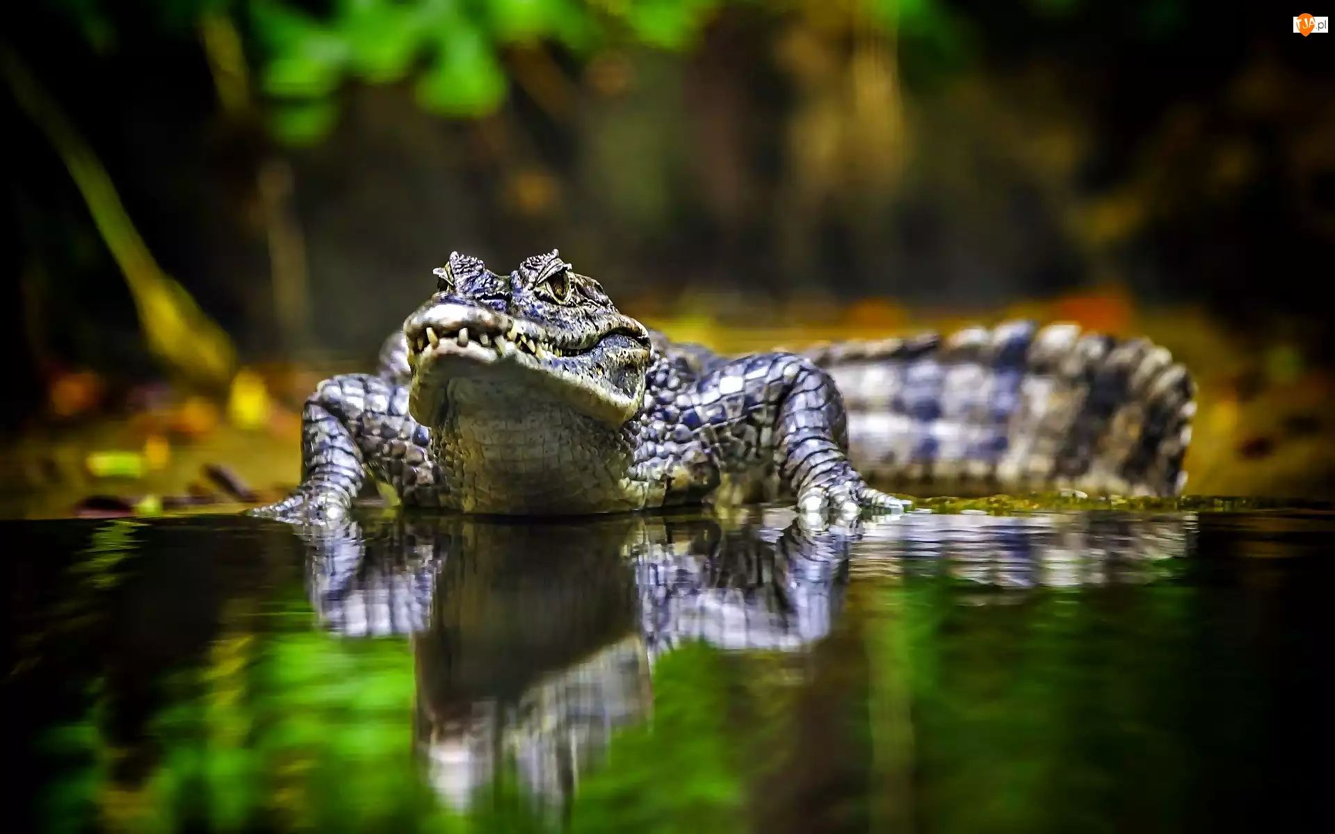 Odbicie, Krokodyl Australijski, Woda