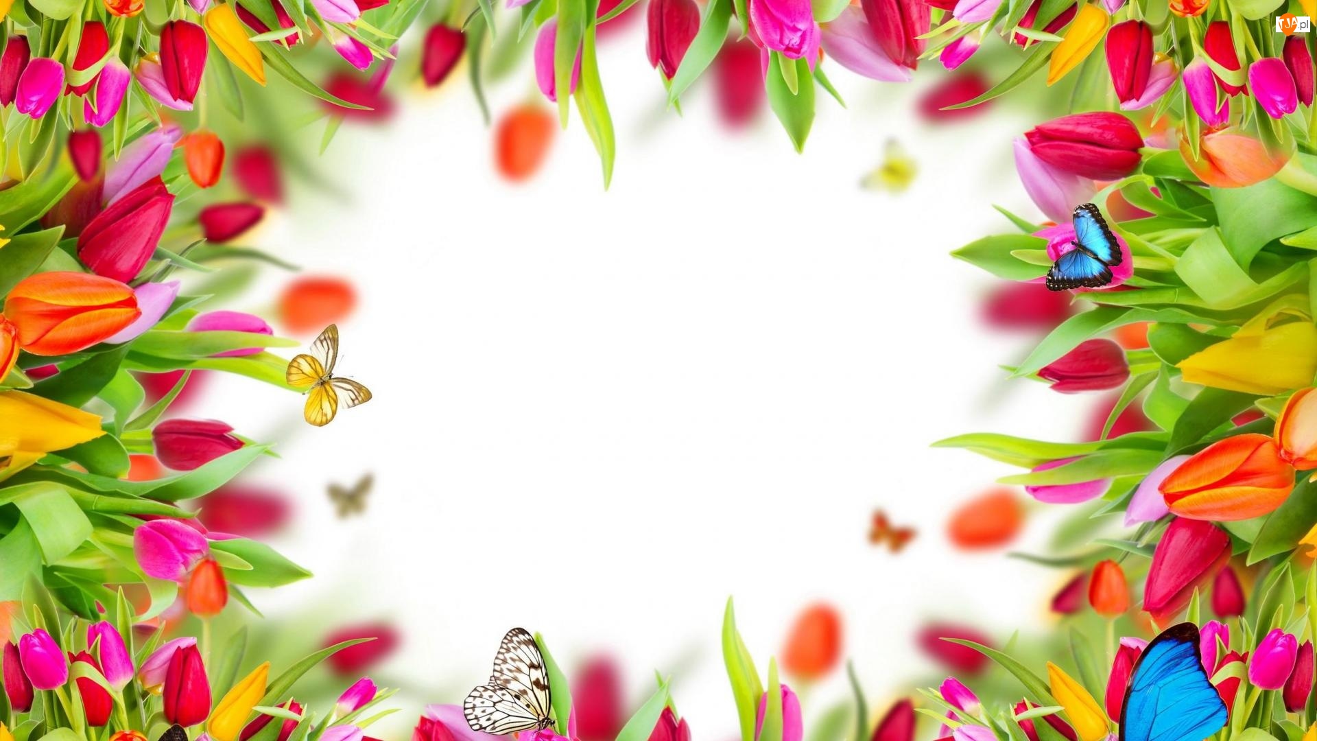 Motyle, Kwiaty, Tulipany
