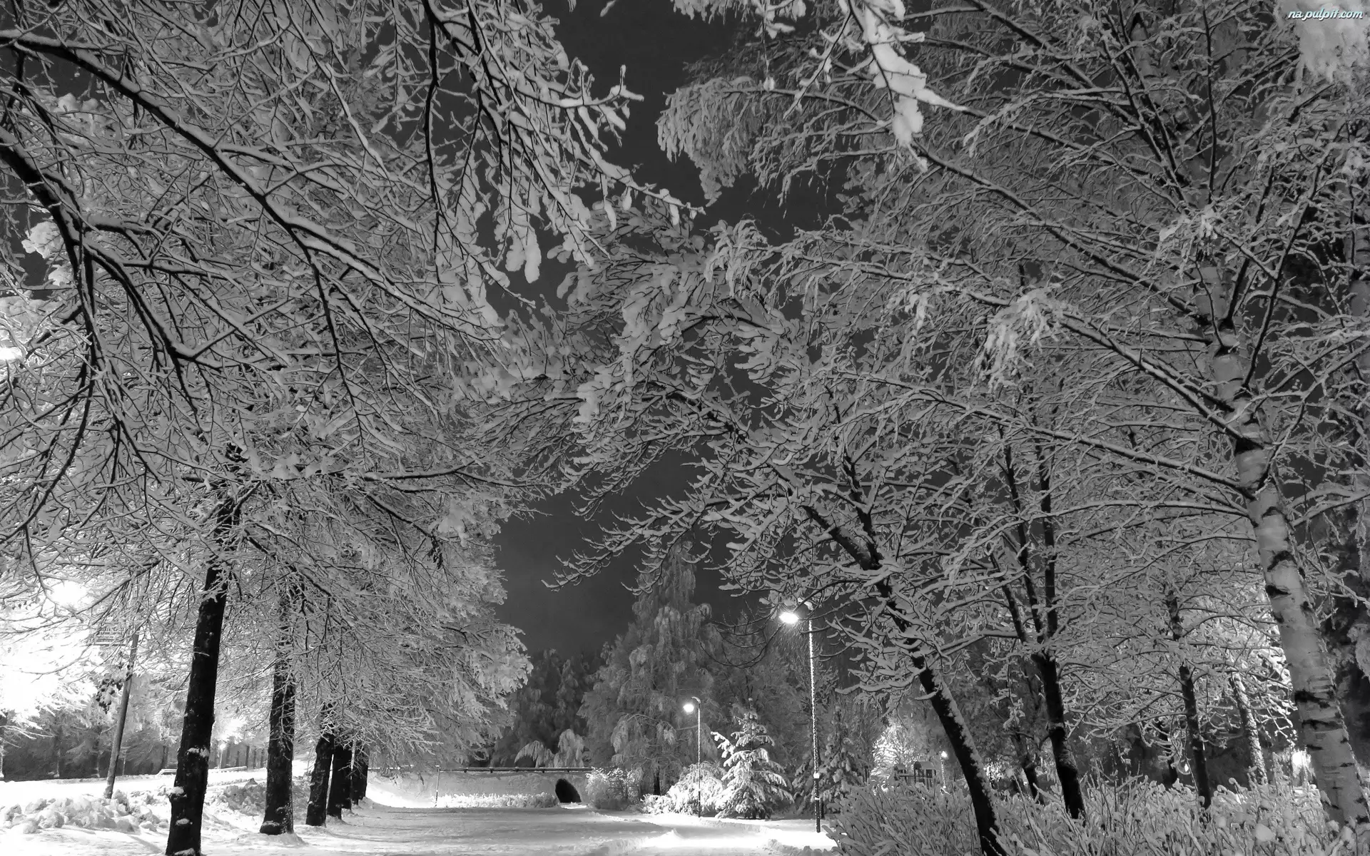 Drzewa, Zima, Park