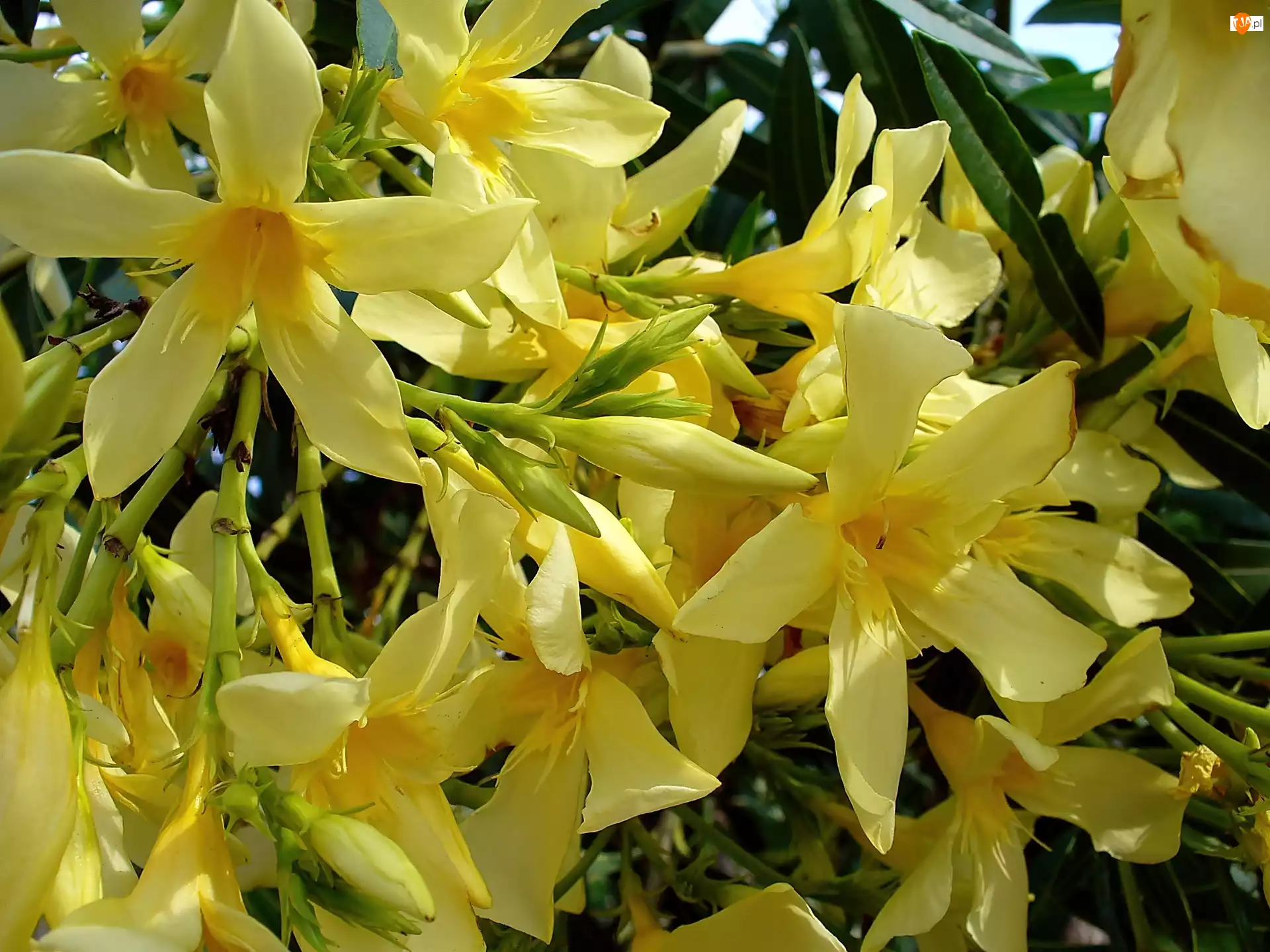 Oleander, Kwitnący, Żółty
