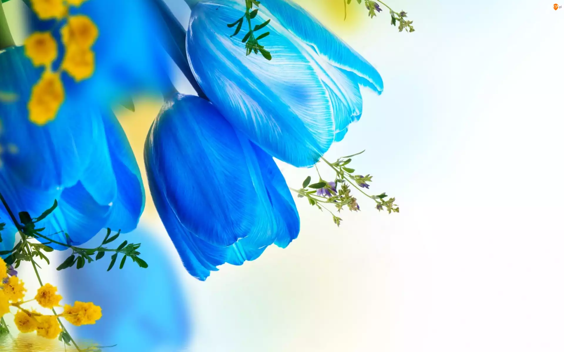 Artystyczny, Kwiat, Tulipany
