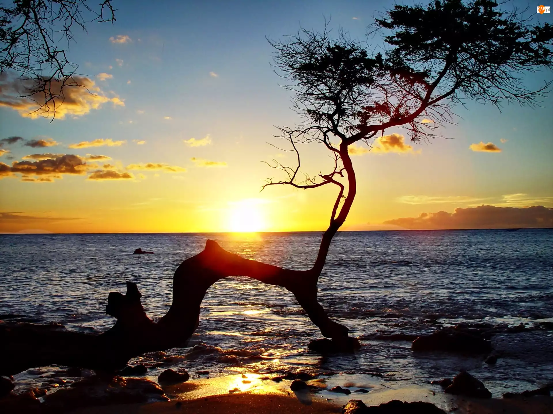 Hawaje, Drzewo, Zachód słońca, Ocean