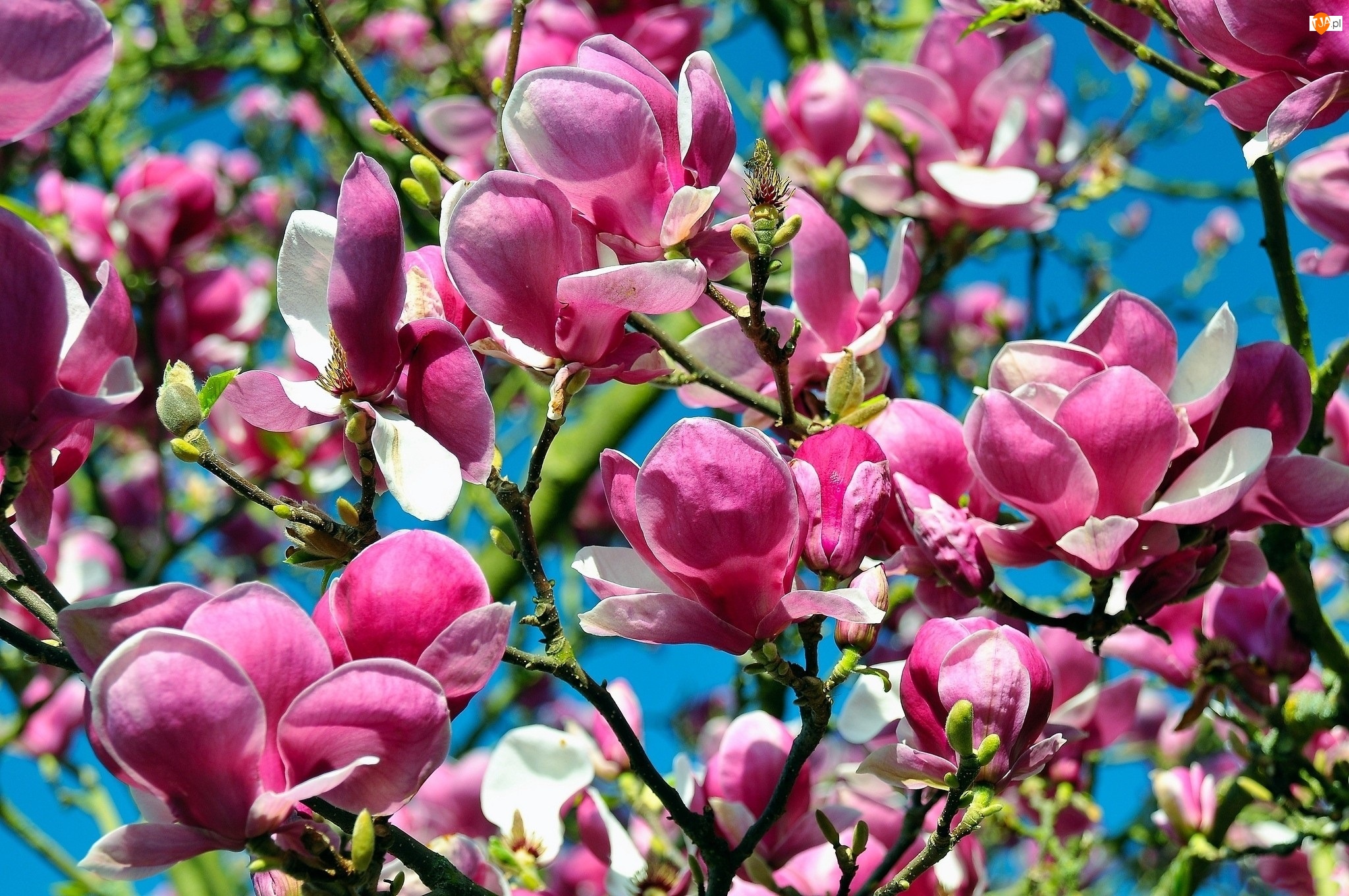 Magnolii, Kwiaty, Drzewa