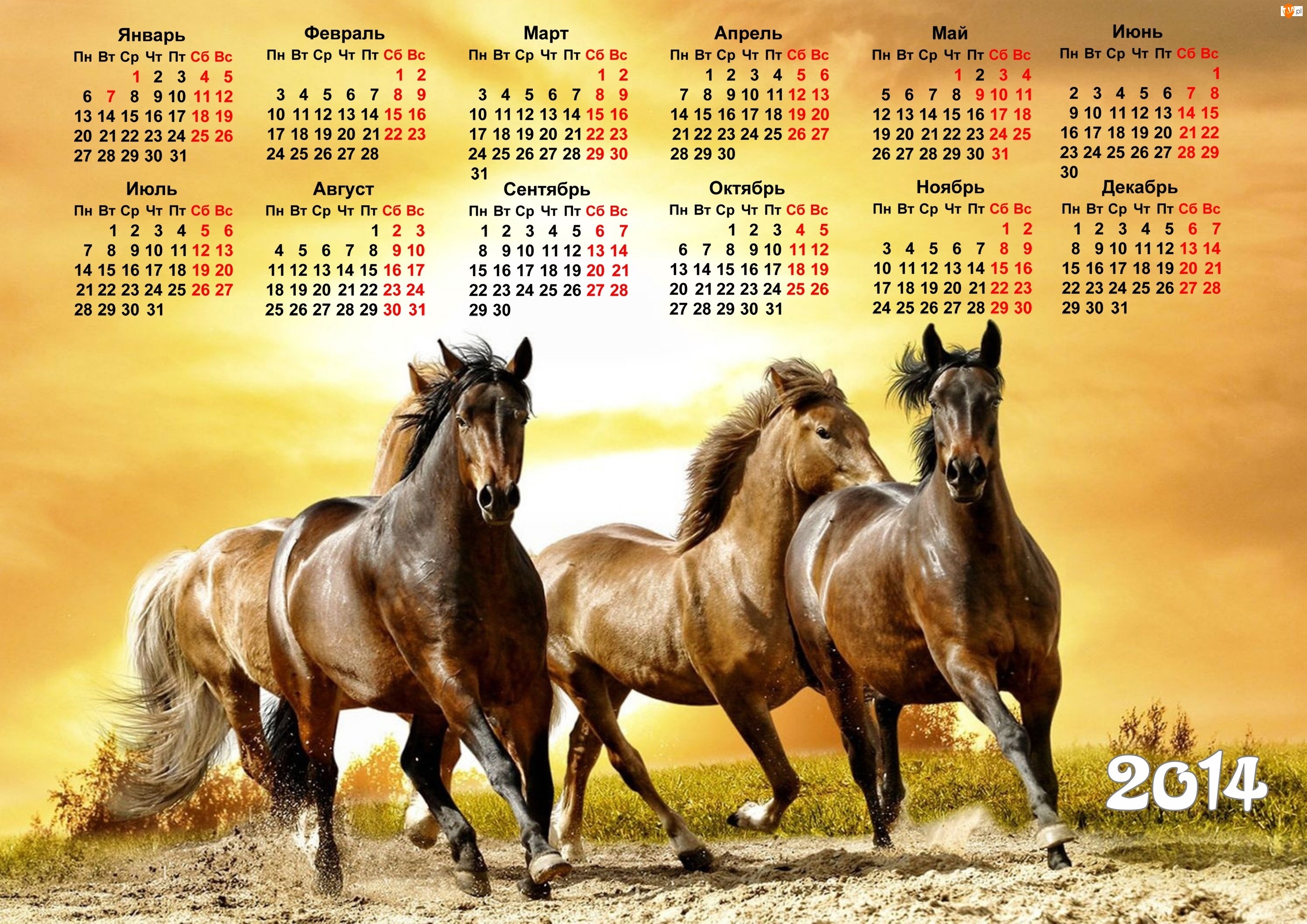 Konie, Kalendarz, 2014