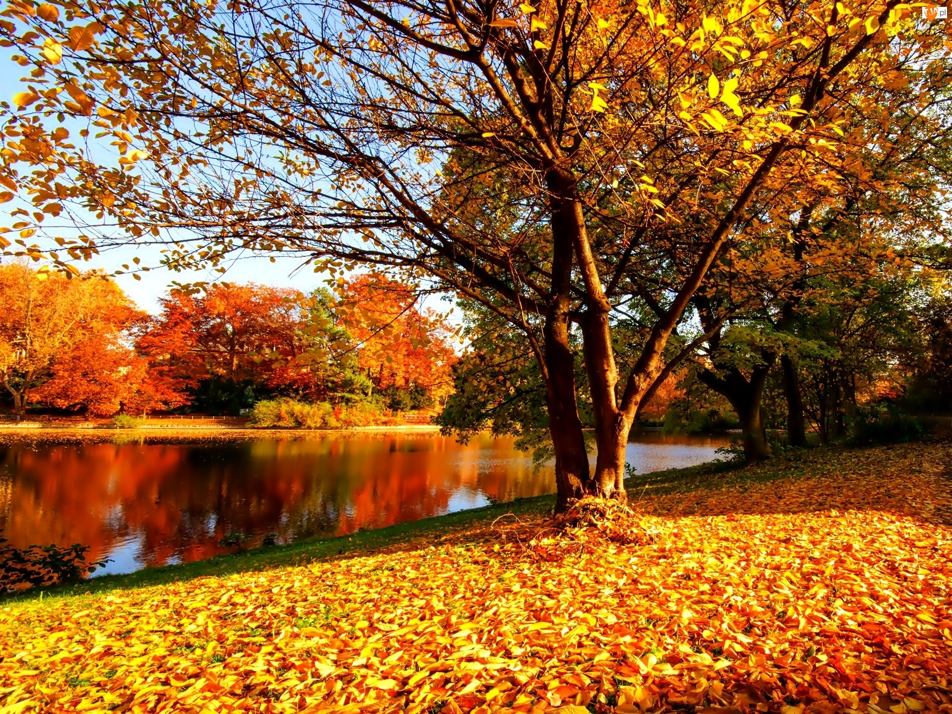 Liście, Jesień, Rzeka, Park, Żółte