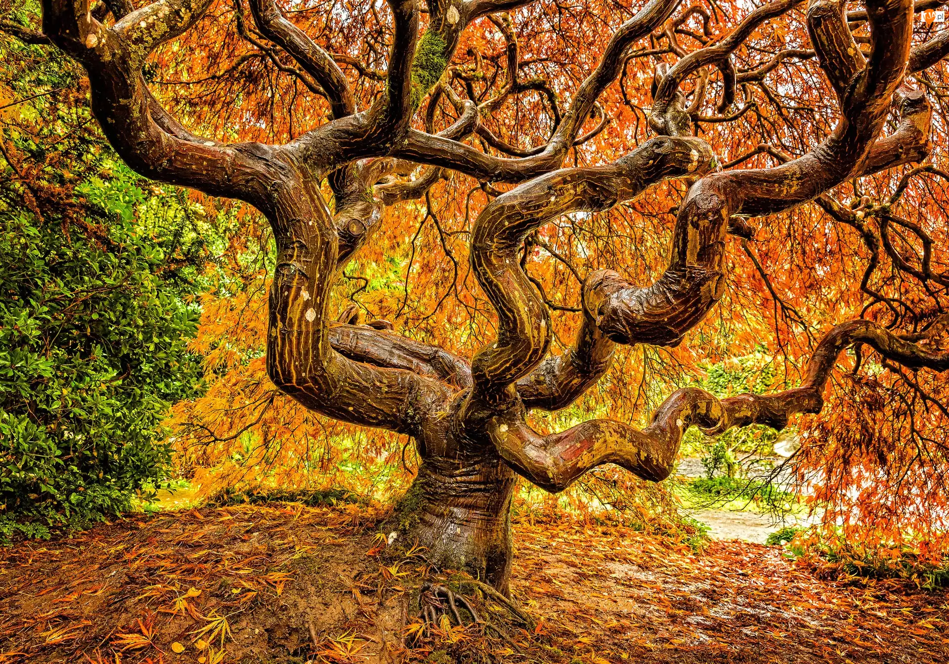 Klon japoński, Jesień, Drzewo