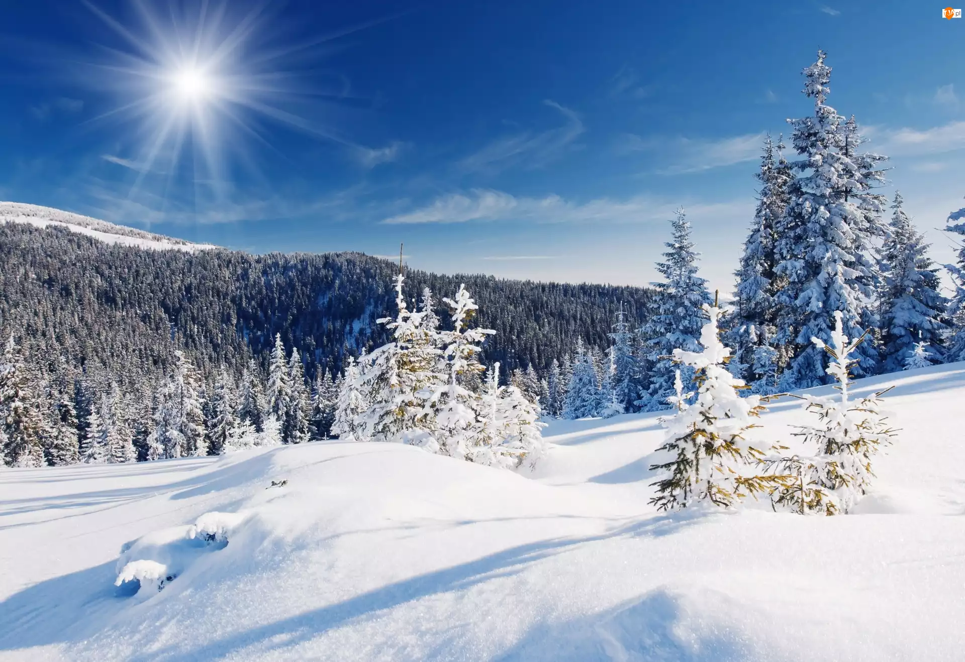 Drzewa, Zima, Las, Śnieg