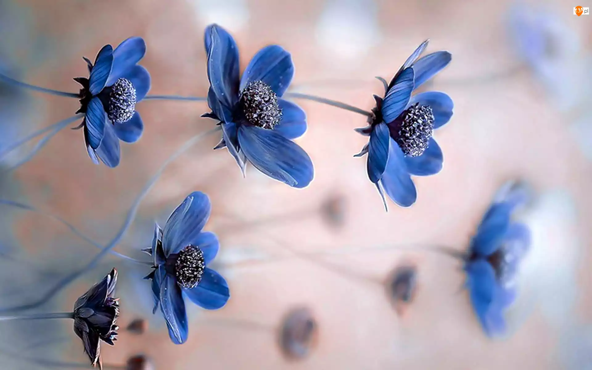 Kwiaty, Niebieskie