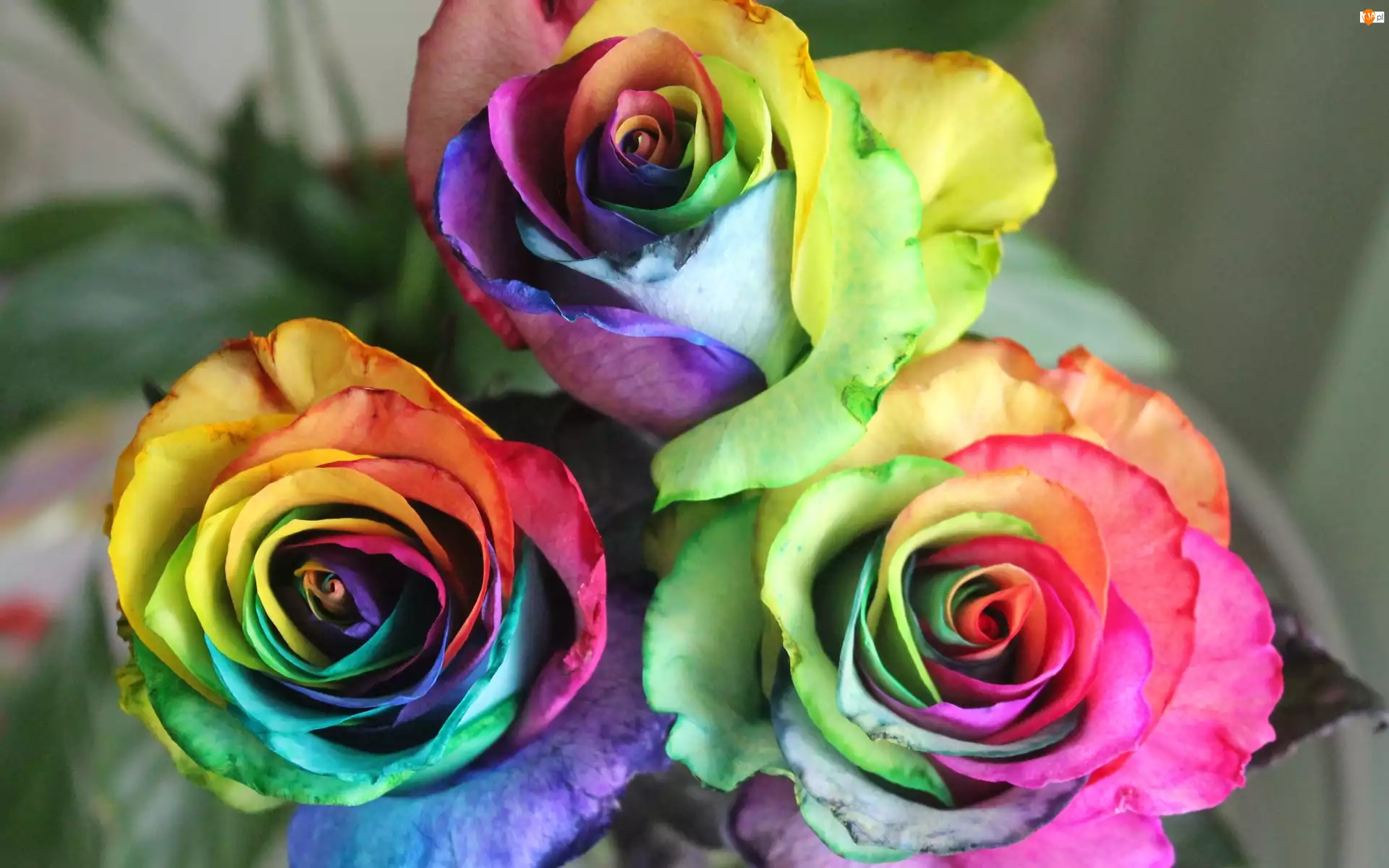 Kwiaty, Kolorowe, Róże