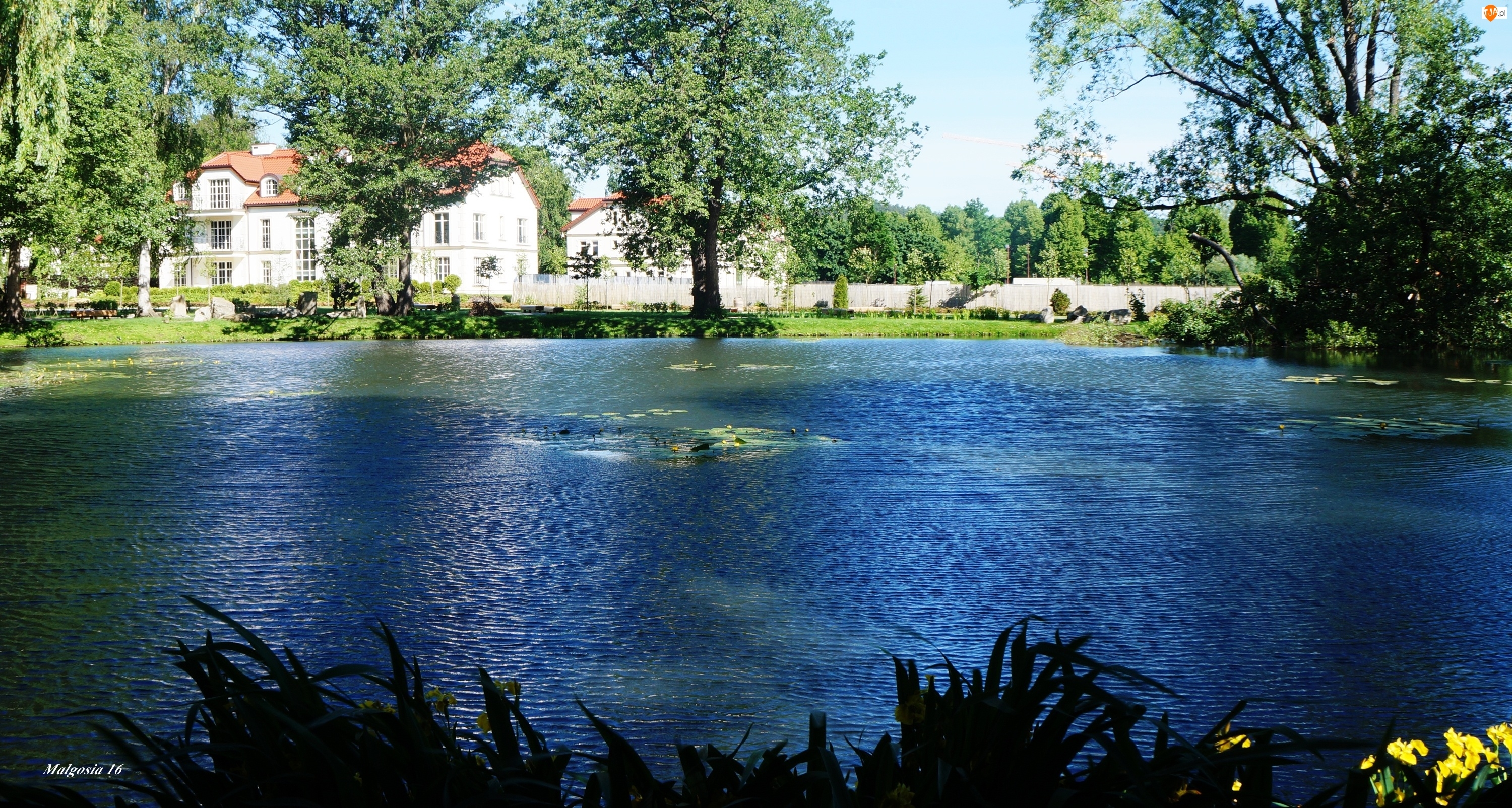 Budynki, Drzewa, Woda, Staw, Zieleń